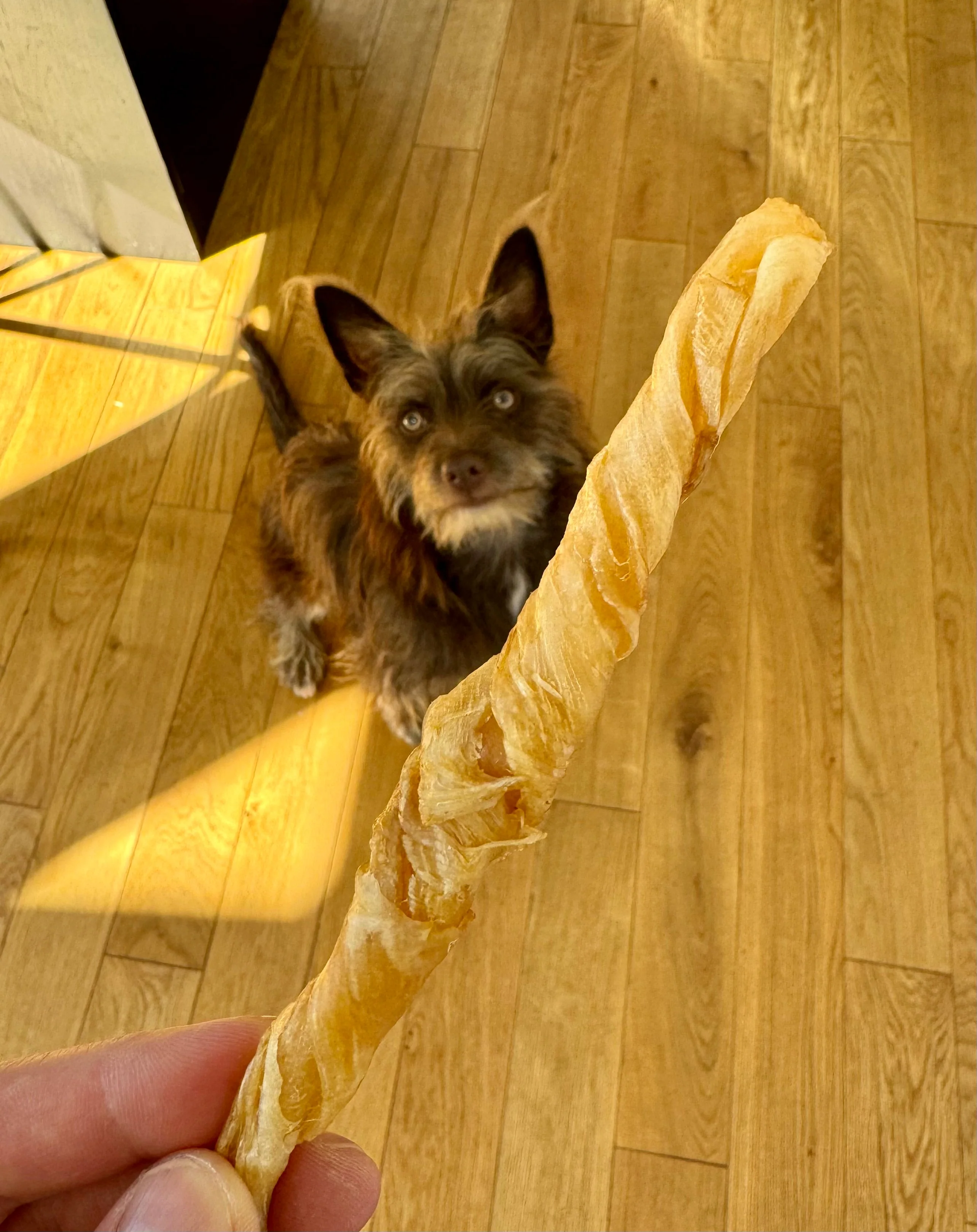 Fish Maw (Single Ingredient Chew) - Image 3