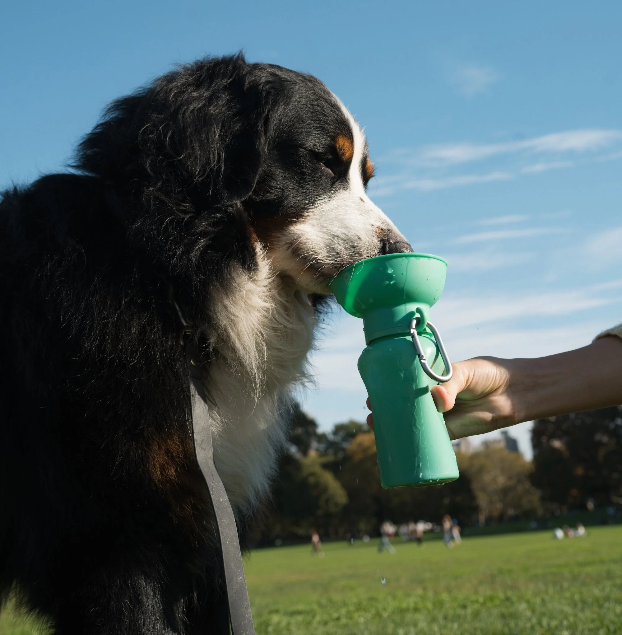 Flip Dog Travel Bottle - Image 12