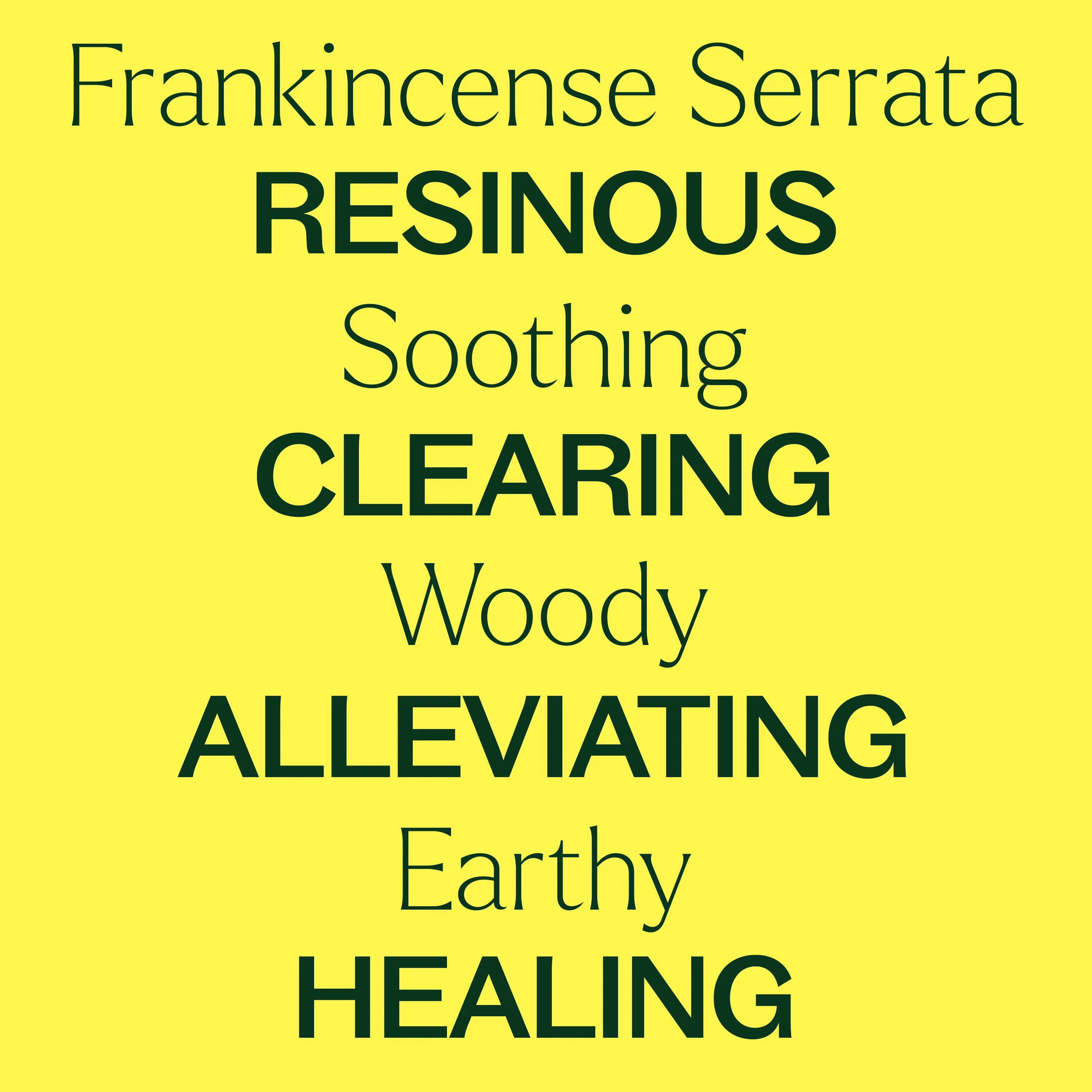 Frankincense Serrata Essential Oil - Image 2