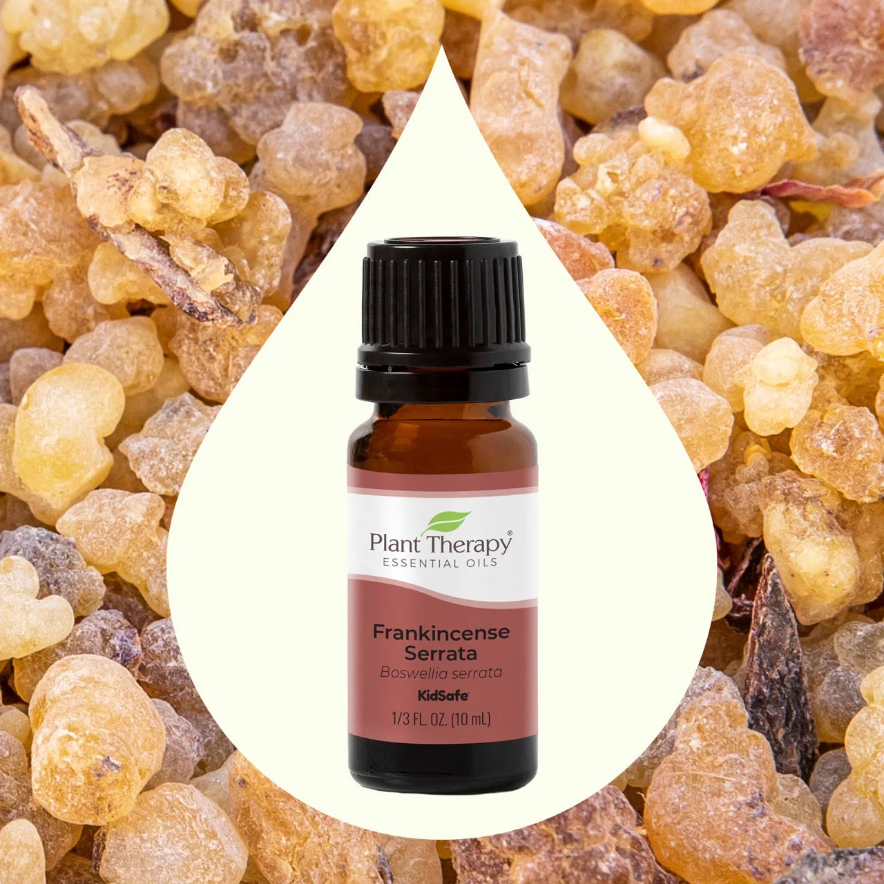 Frankincense Serrata Essential Oil - Image 3