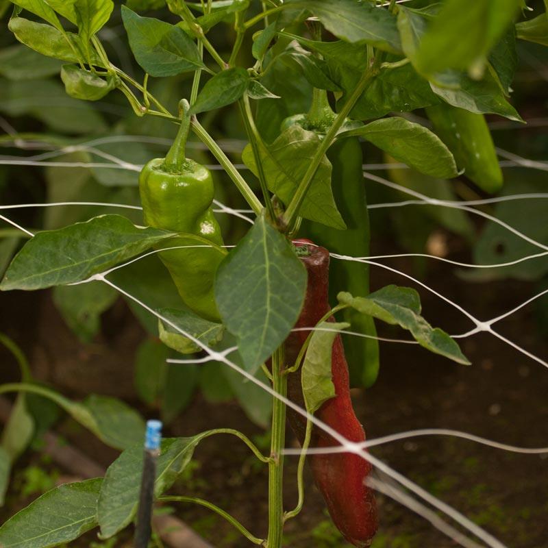 Hortonova Trellis (6 1/2' x 50') - Image 2