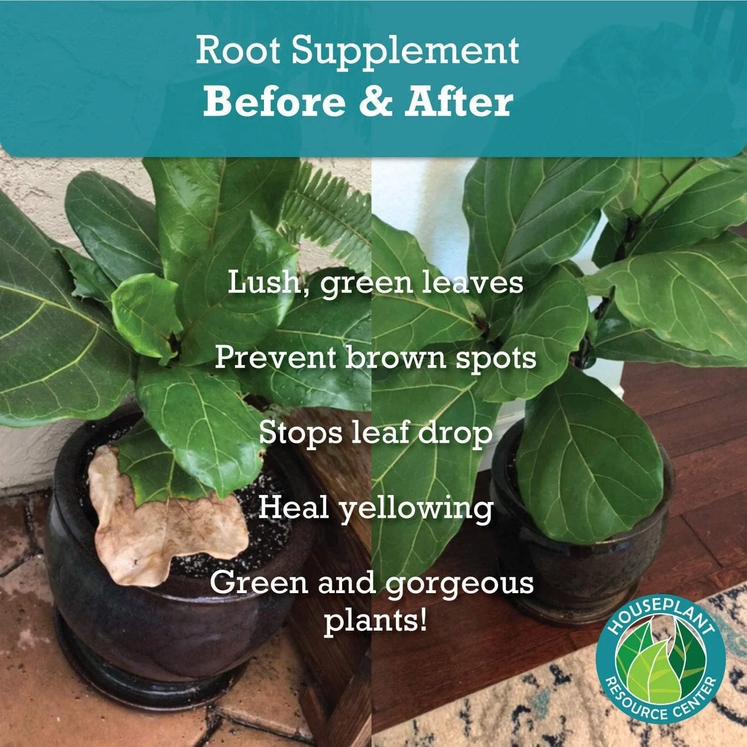 Houseplant Resource Center - Root Supplement, Liquid Root Stimulator - for Fiddle Leaf Fig & Indoor Plants - Propagation Promoter, Root Rot Treatment - Food for Healthy Roots, Stems, & Leaves - 8 Oz by Houseplant Resource Center - Image 6