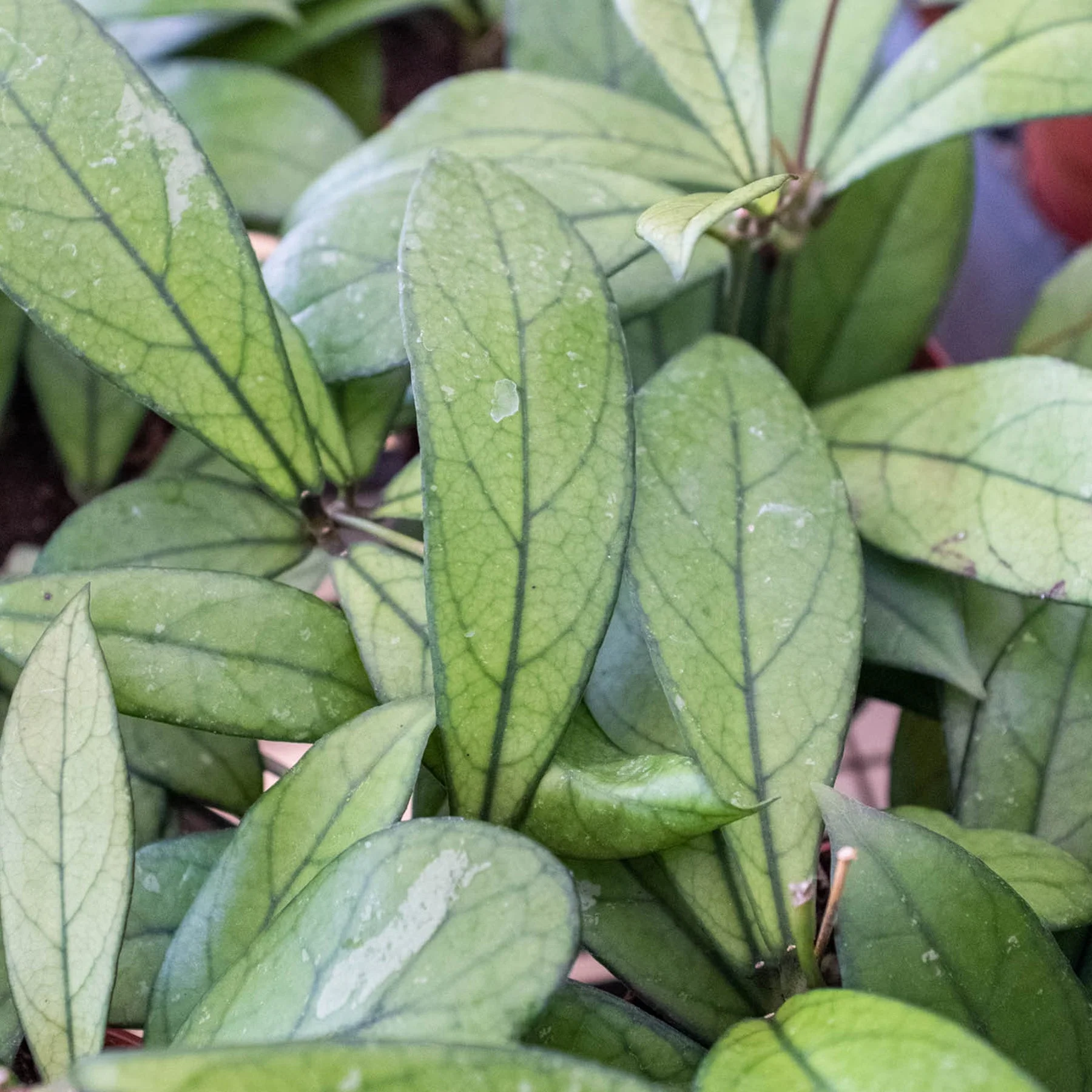 Hoya 'Crassipetiolata' - Image 2
