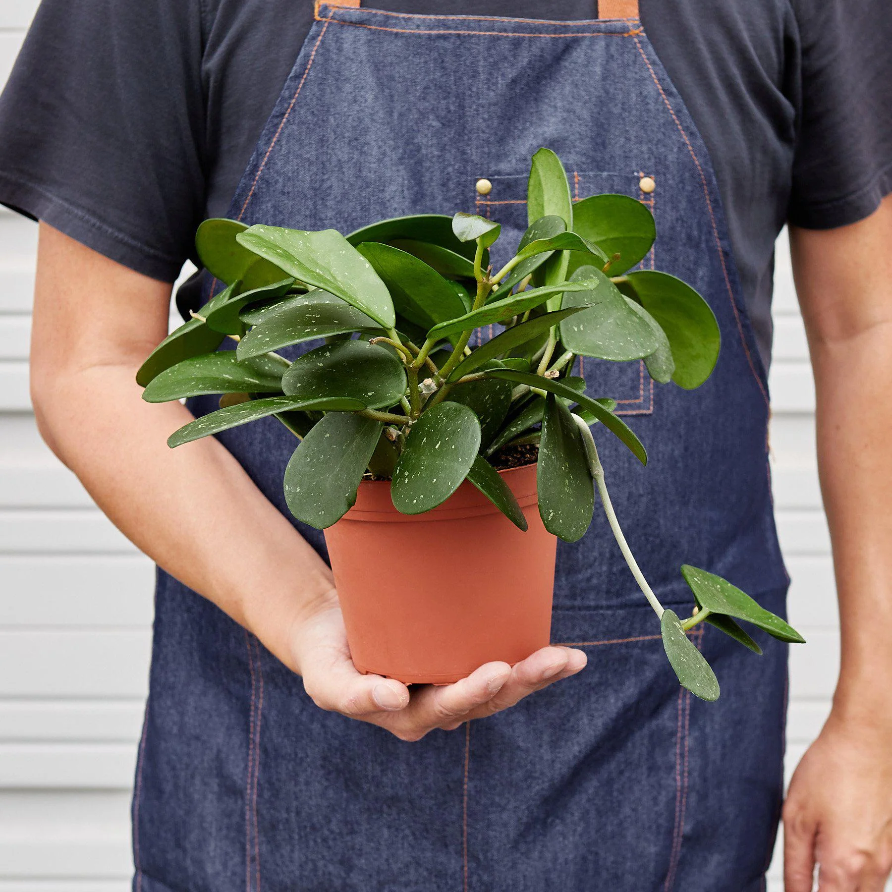 Hoya Obovata - Image 6