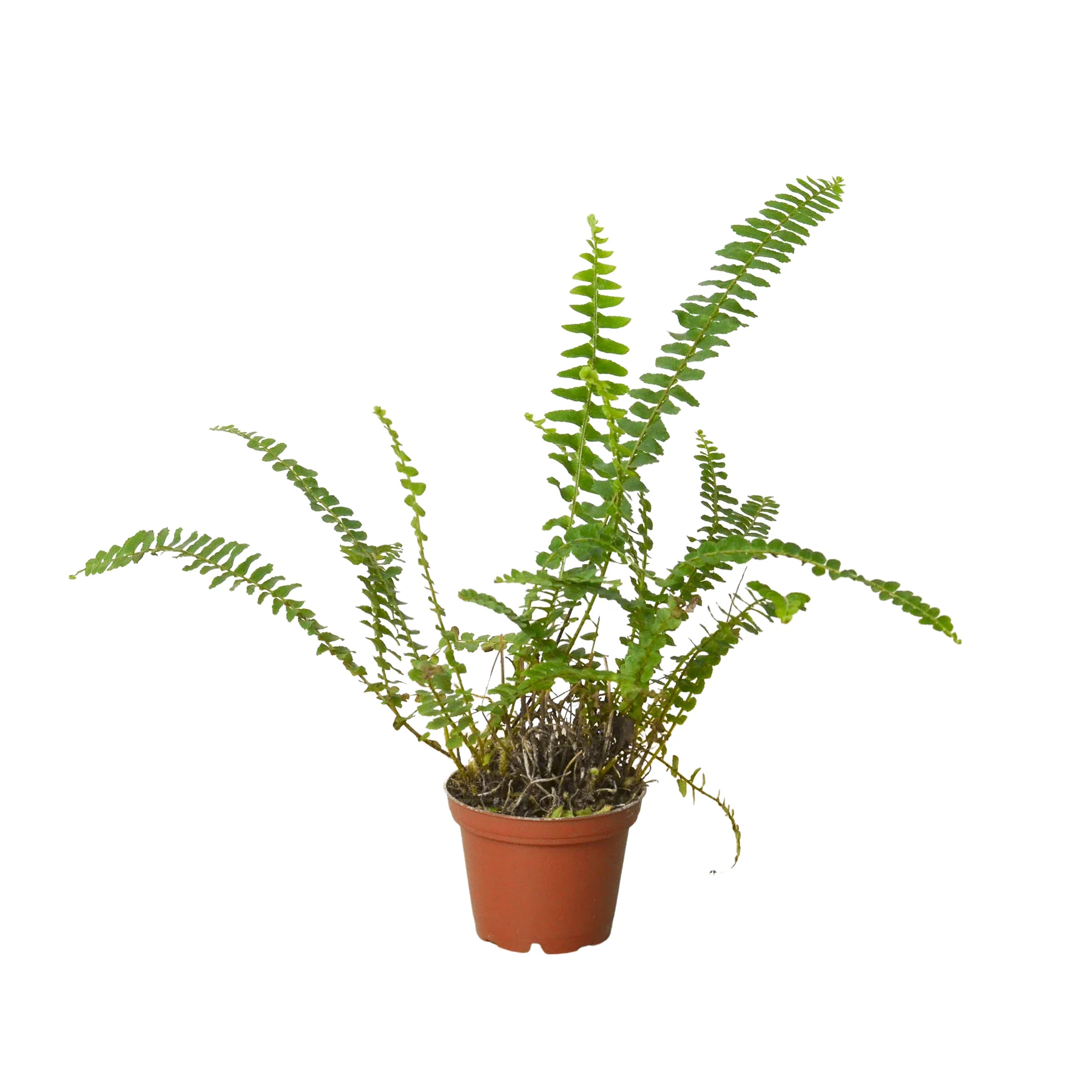 Jester's Crown Fern - Image 12