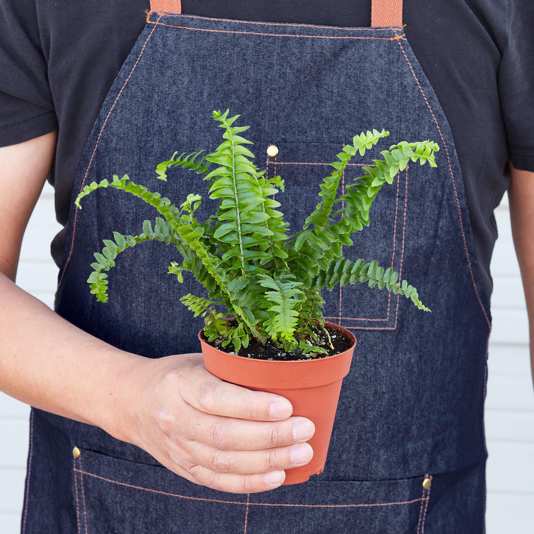 Jester's Crown Fern - Image 8