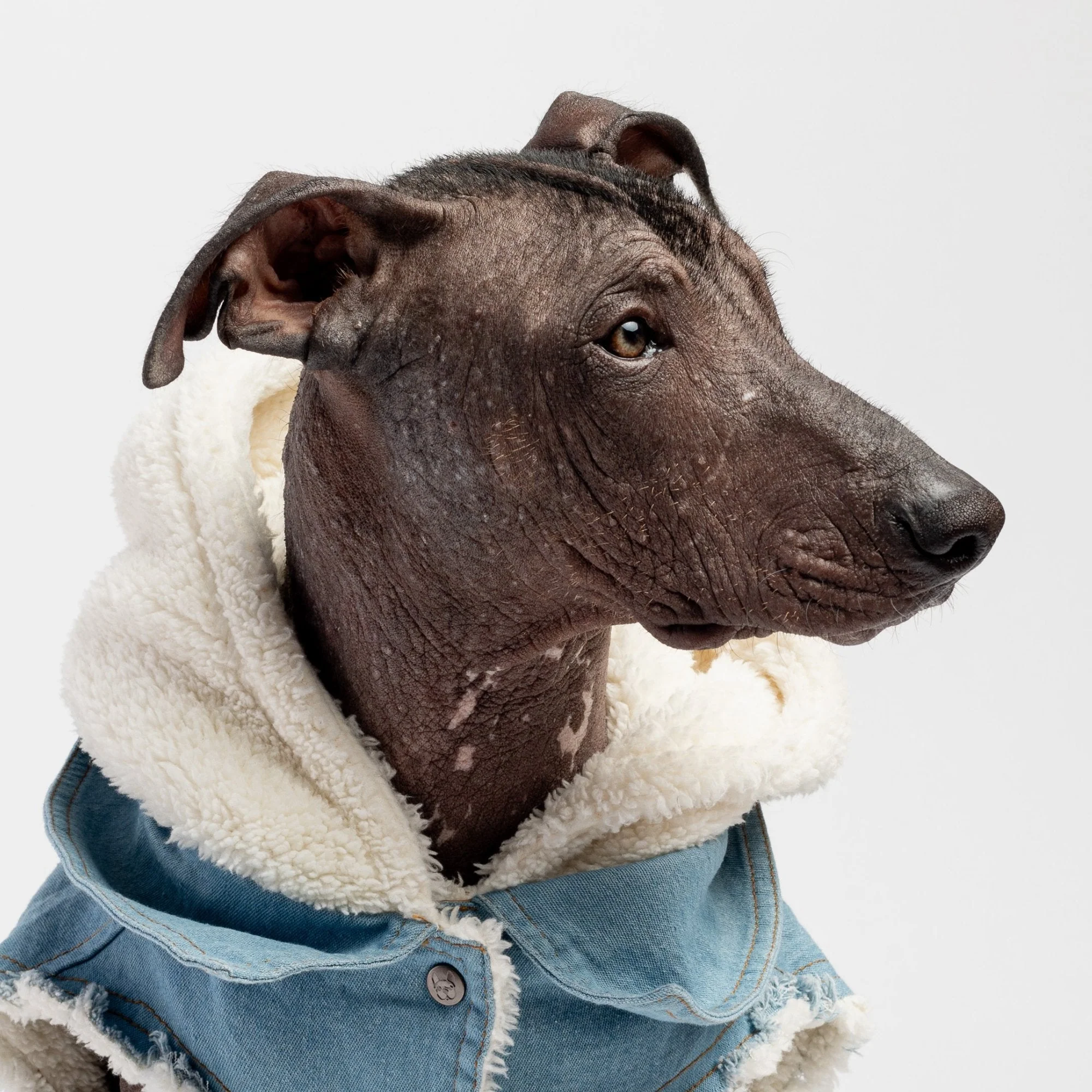 Justin Denim Dog Jacket - Image 2