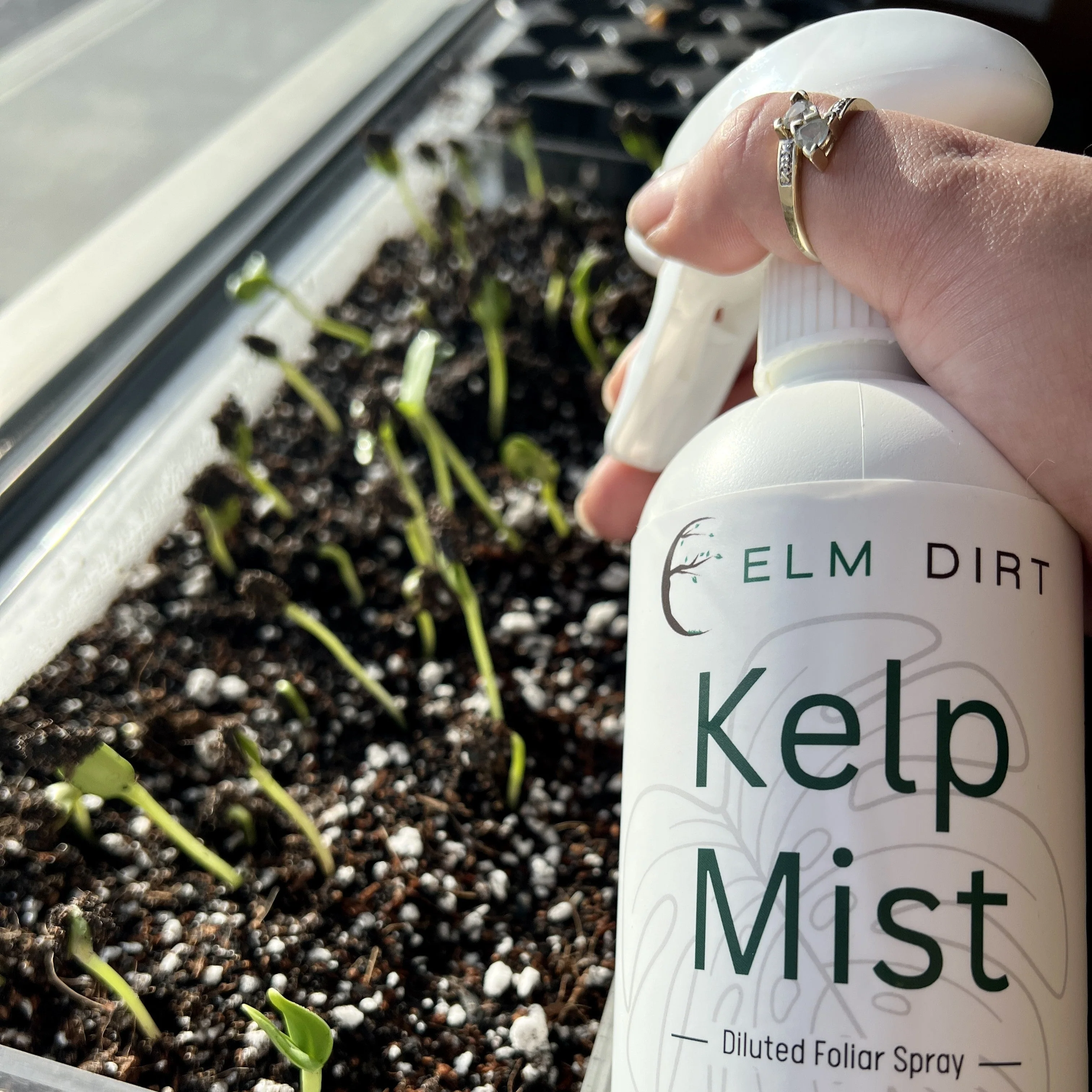 Kelp Mist by Elm Dirt - Image 2
