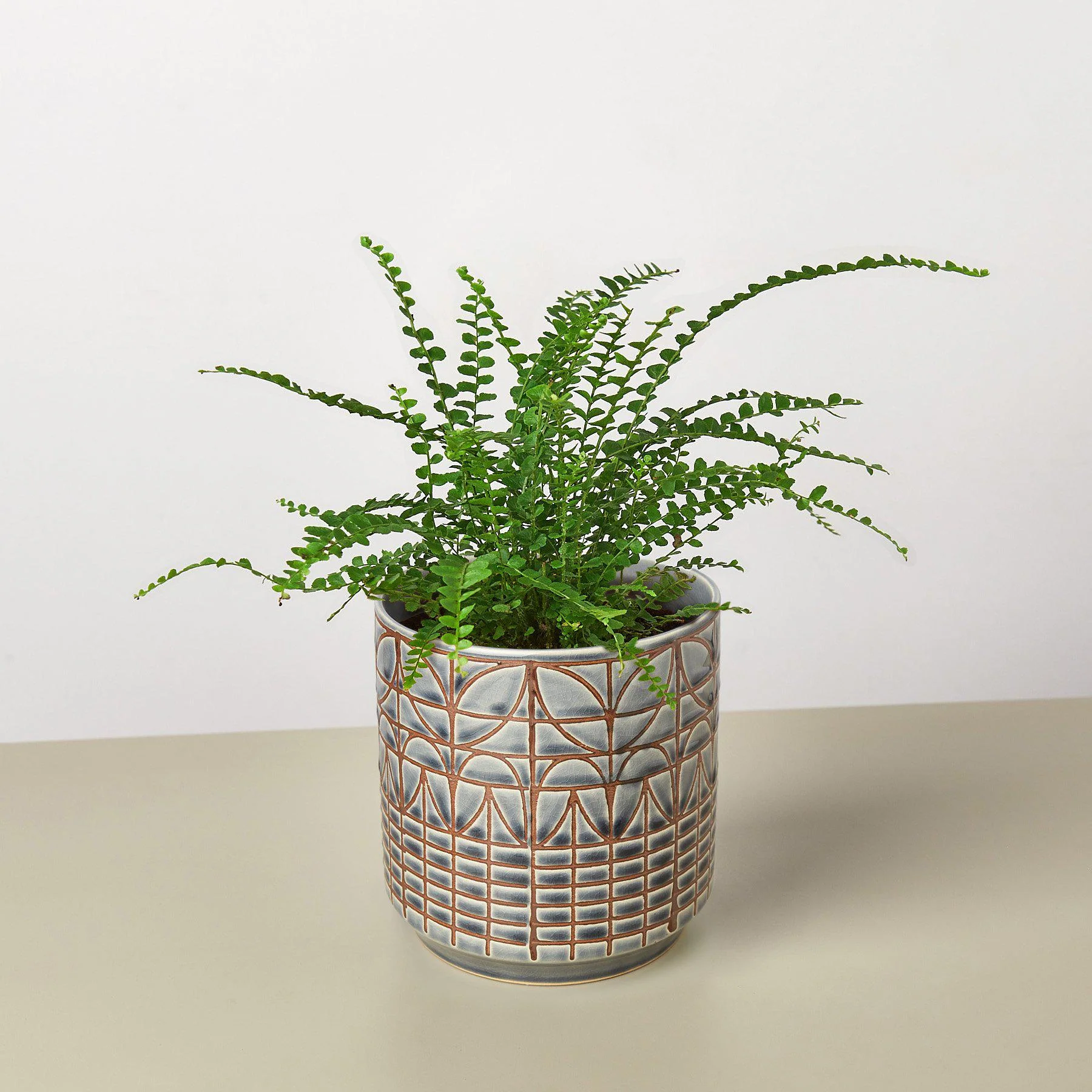 Lemon Button Fern - Image 5