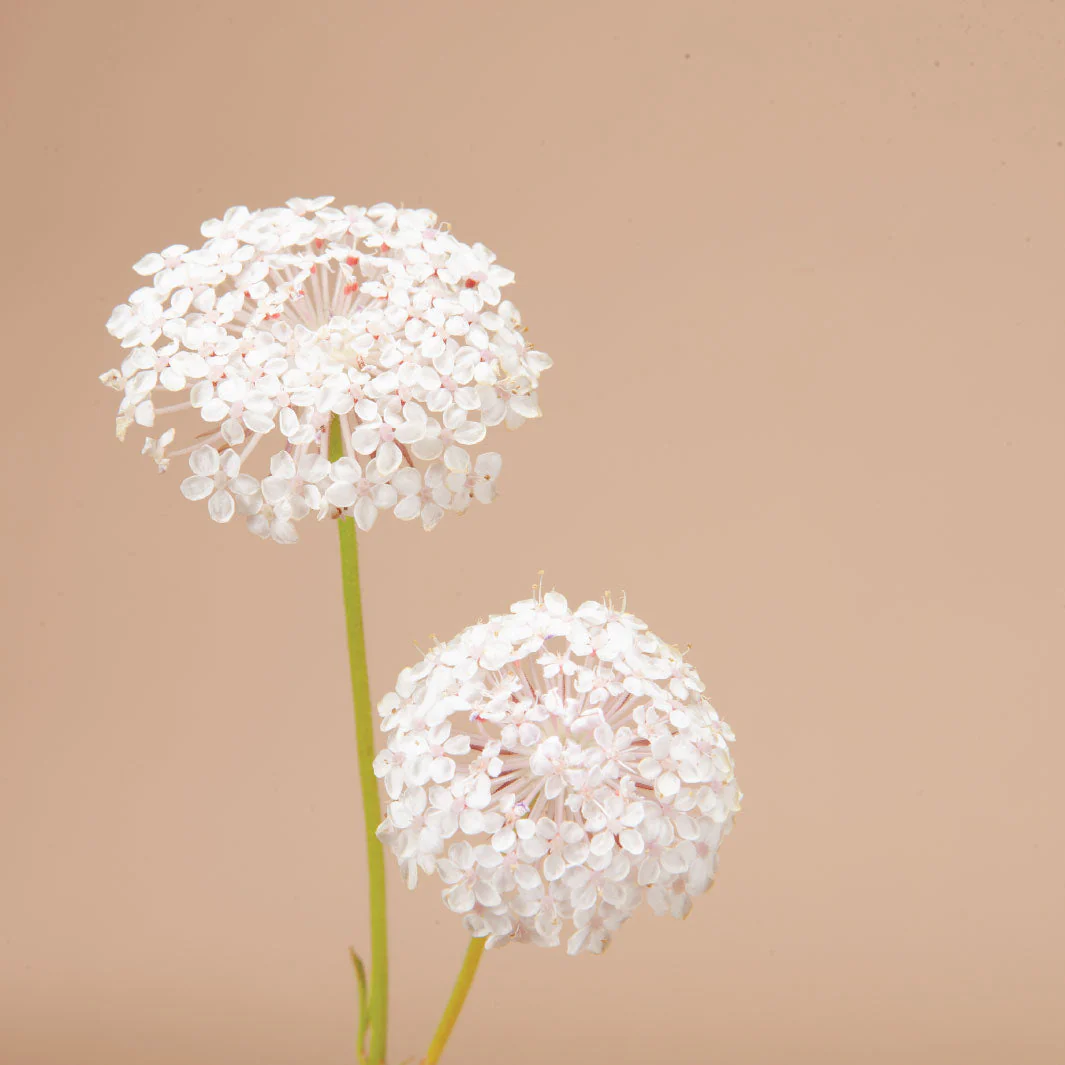 Libra Seed Bundle - Image 11