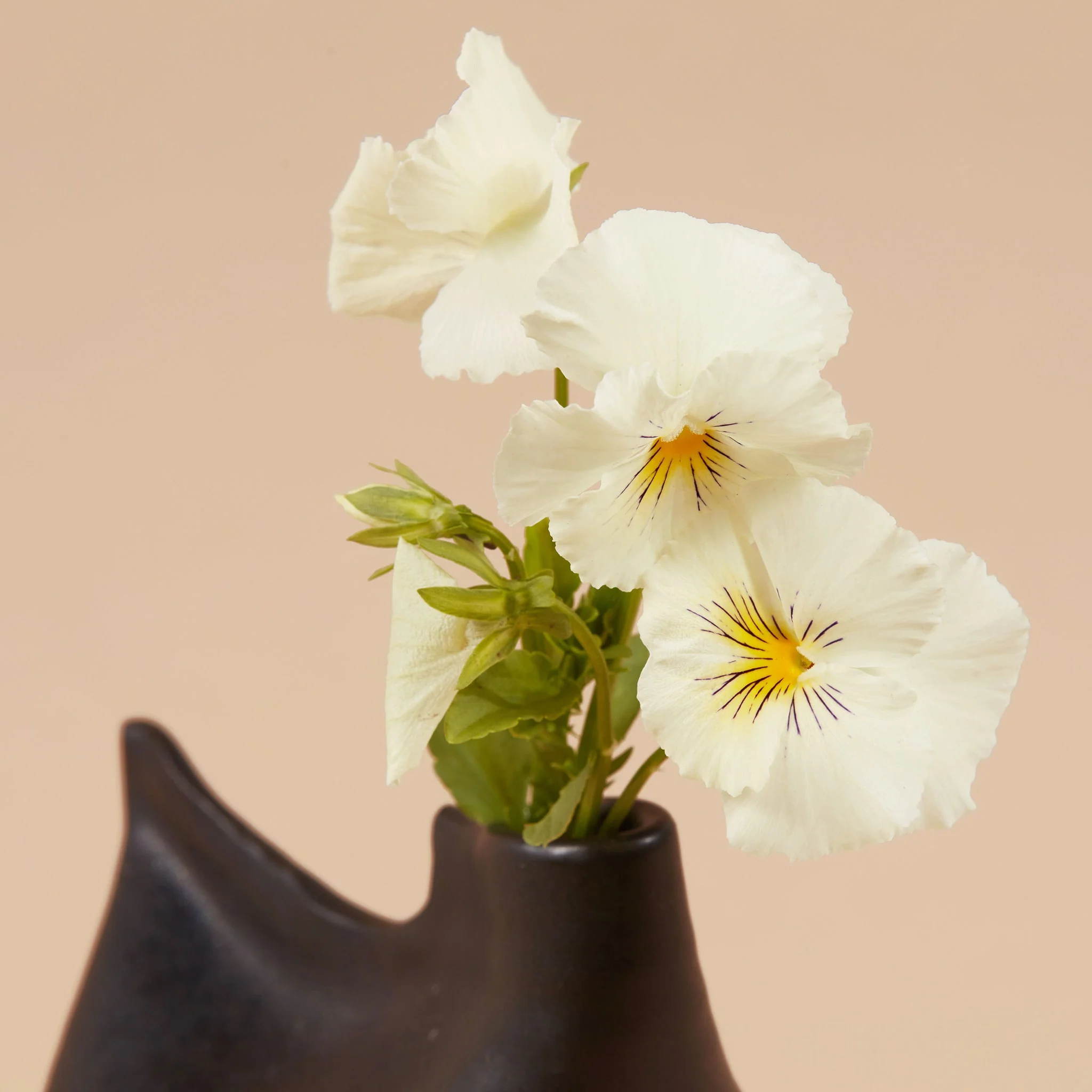 Libra Seed Bundle - Image 12
