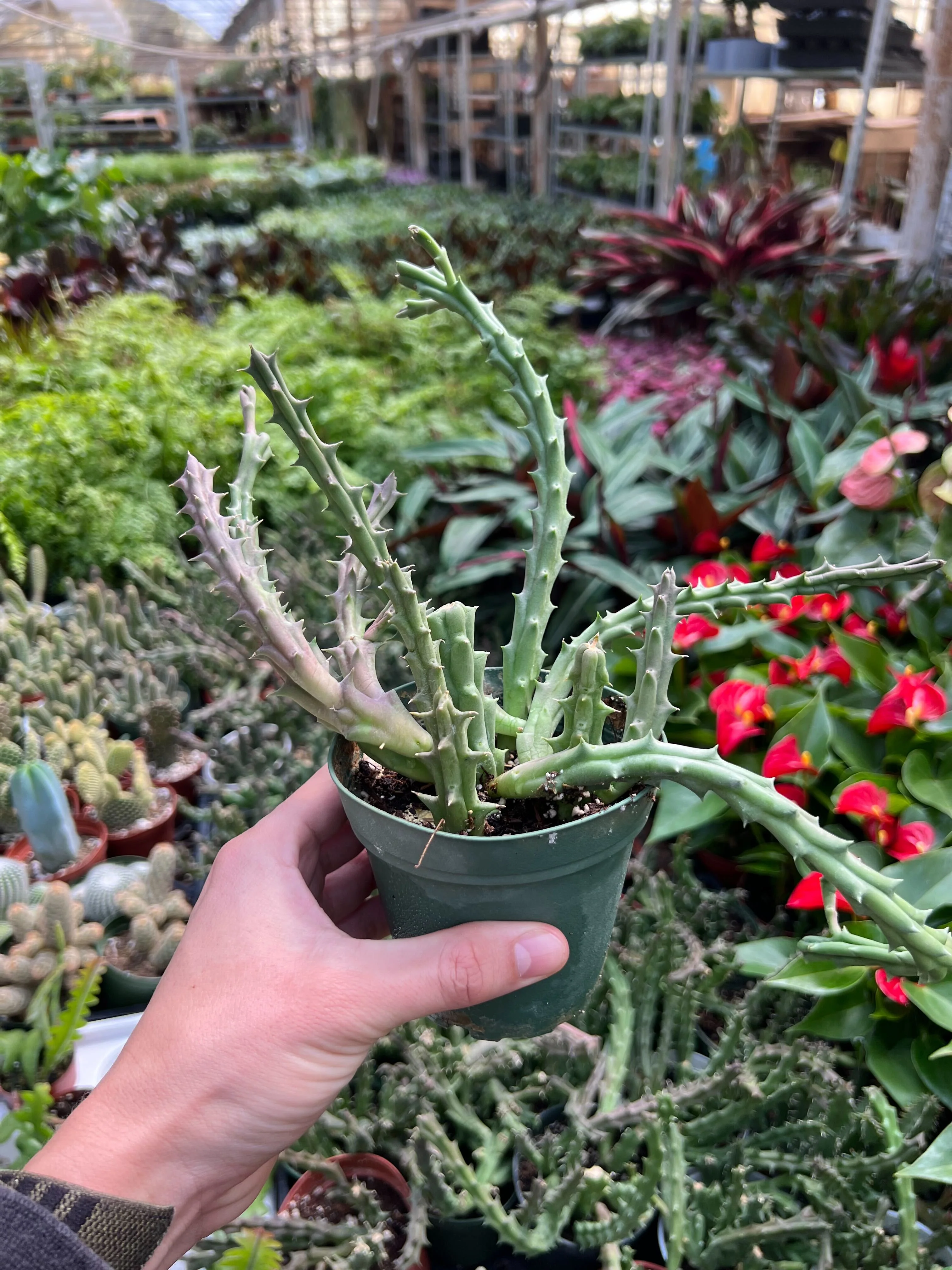 Lifesaver Cactus - Image 7