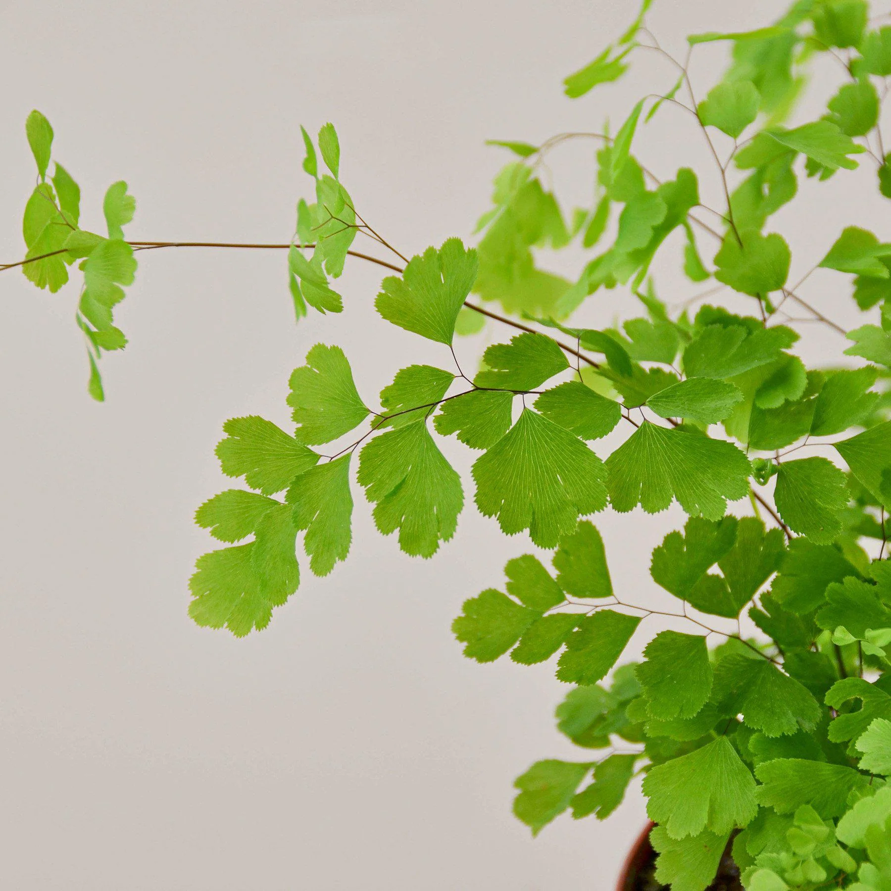 Maidenhair Fern - Image 2