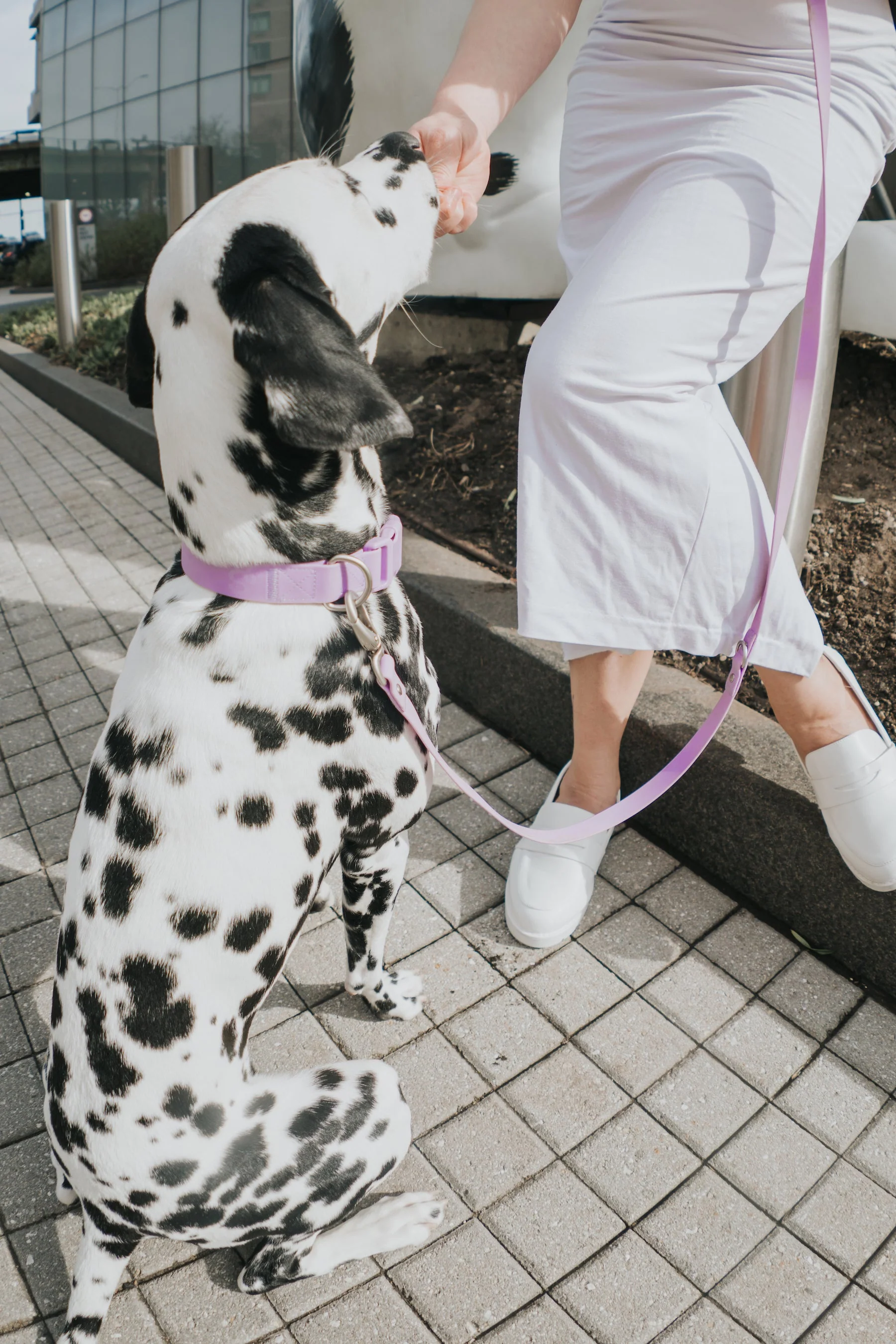 Medium Dog Collar - Image 6