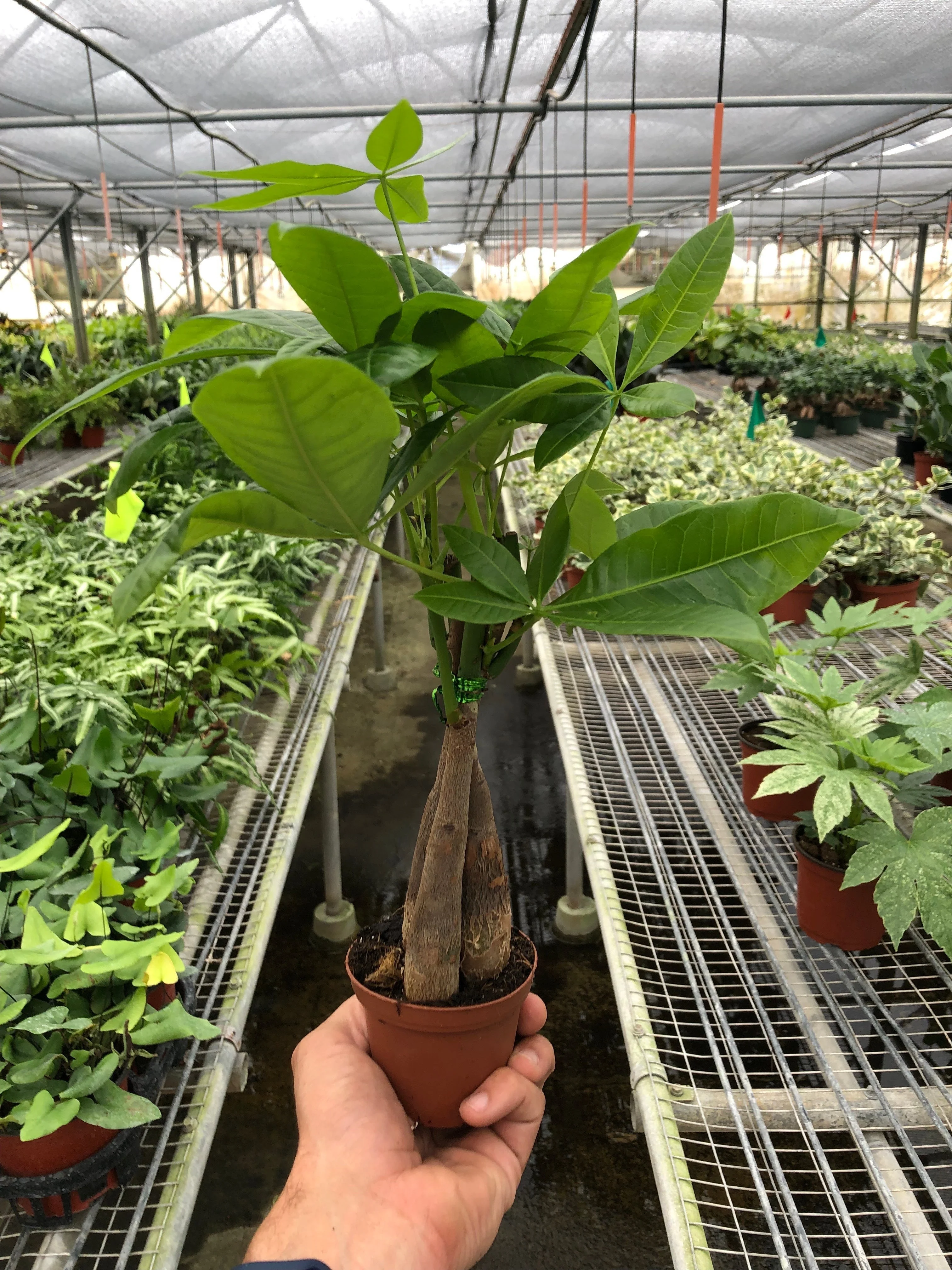 Money Tree 'Guiana Chestnut' Pachira Braid - Image 7
