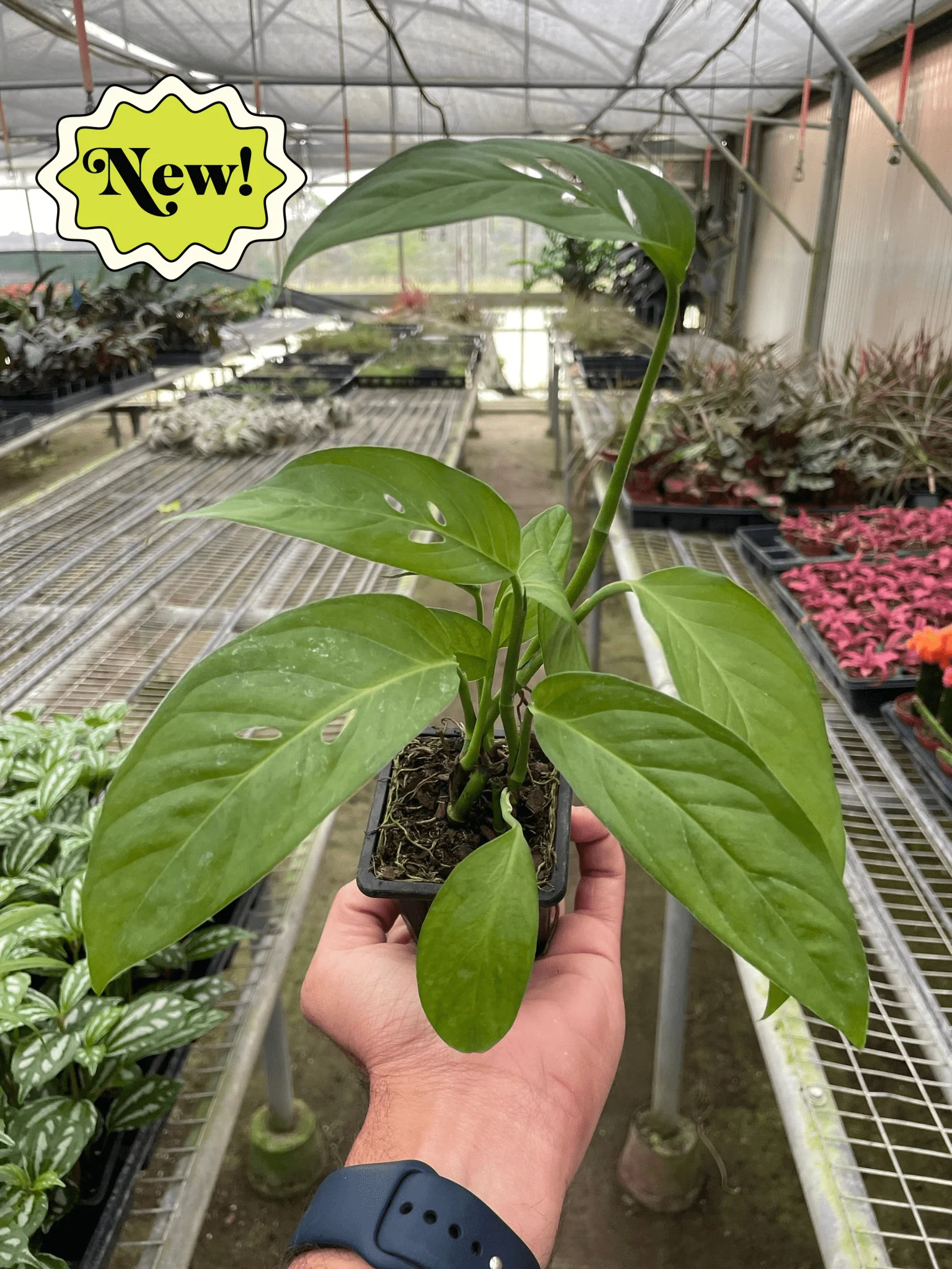 Monstera Adansonii 'Swiss Cheese' - Image 8