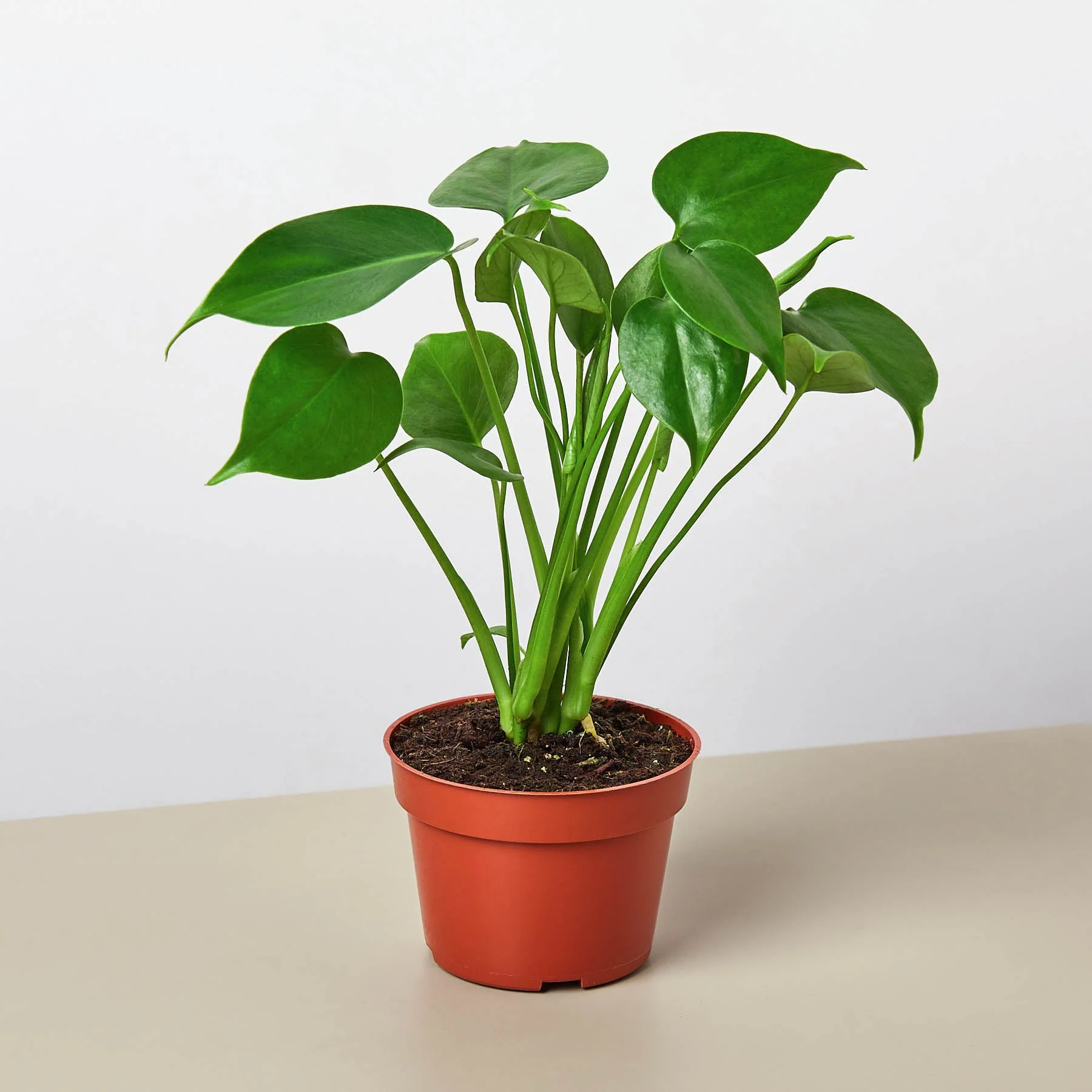 Monstera Bundle - Image 2