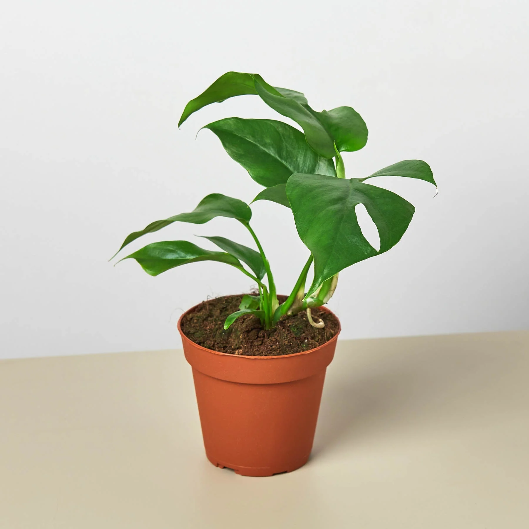 Monstera Bundle - Image 4