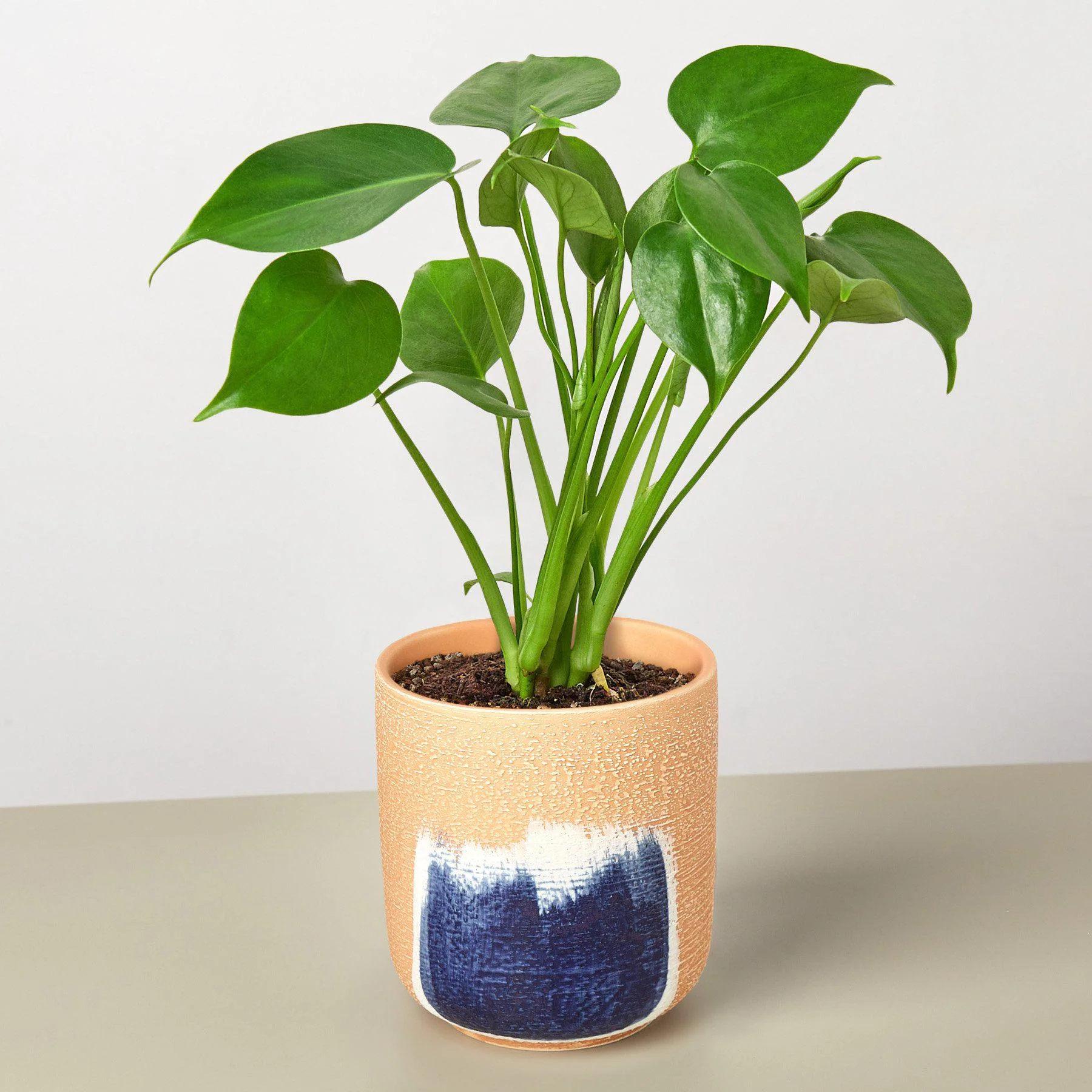 Monstera 'Split-Leaf' - Image 5