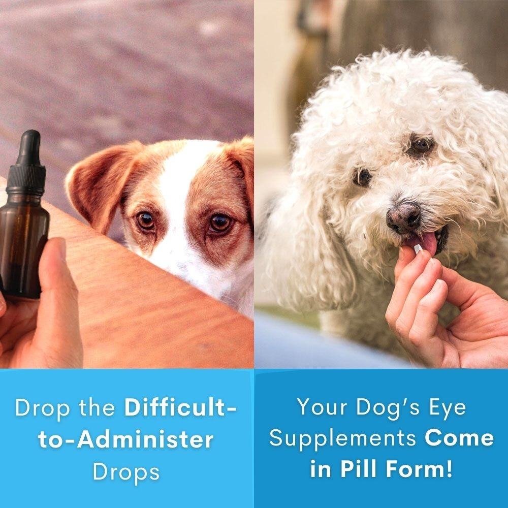 Natural Dog Eye Infection Treatment - Helps Conjunctivitis, Watery Eyes, Red Eye, and General Eye Care by BestLife4Pets - Image 5