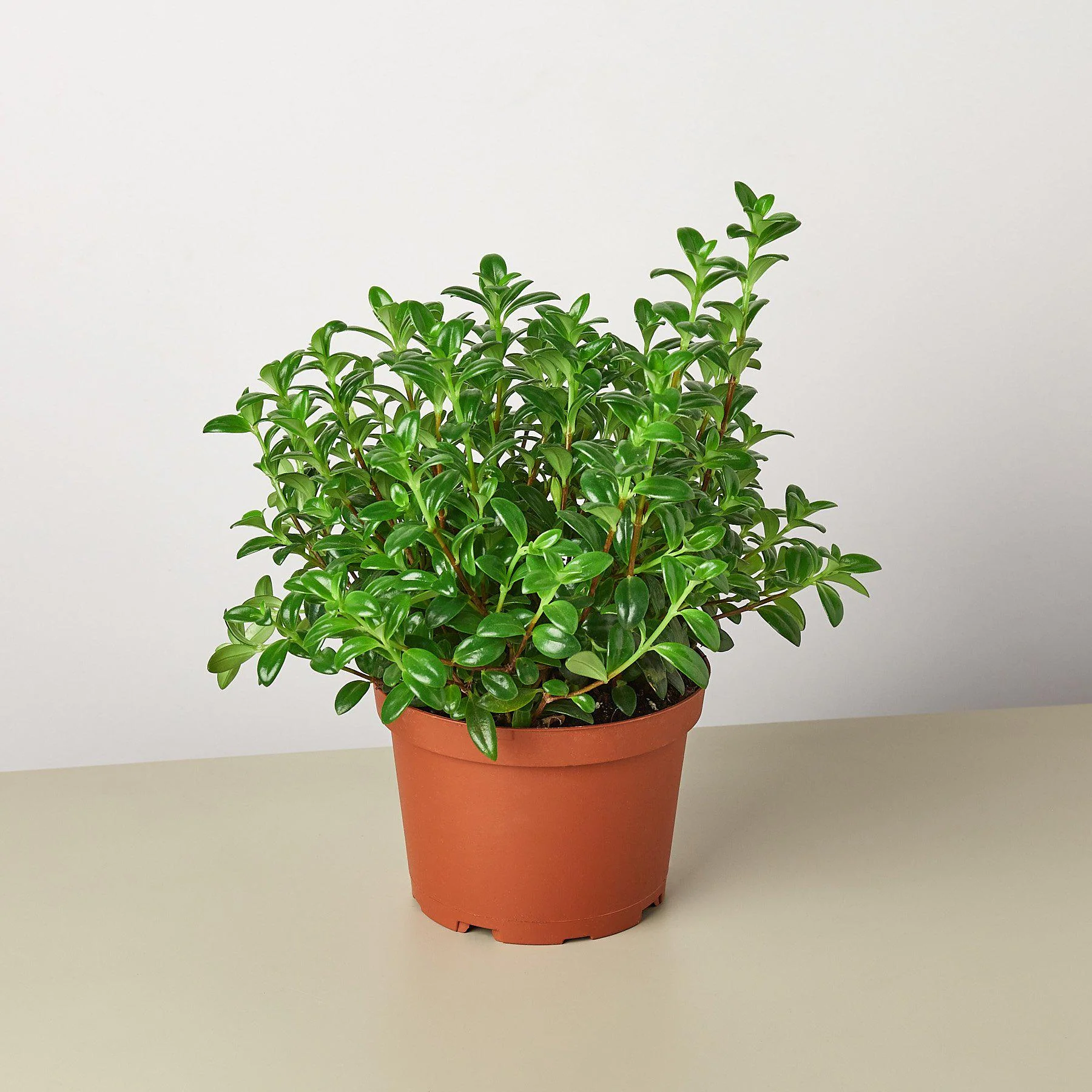 Nematanthus Candy Corn Plant 'Brazilian Firecracker' - Image 4