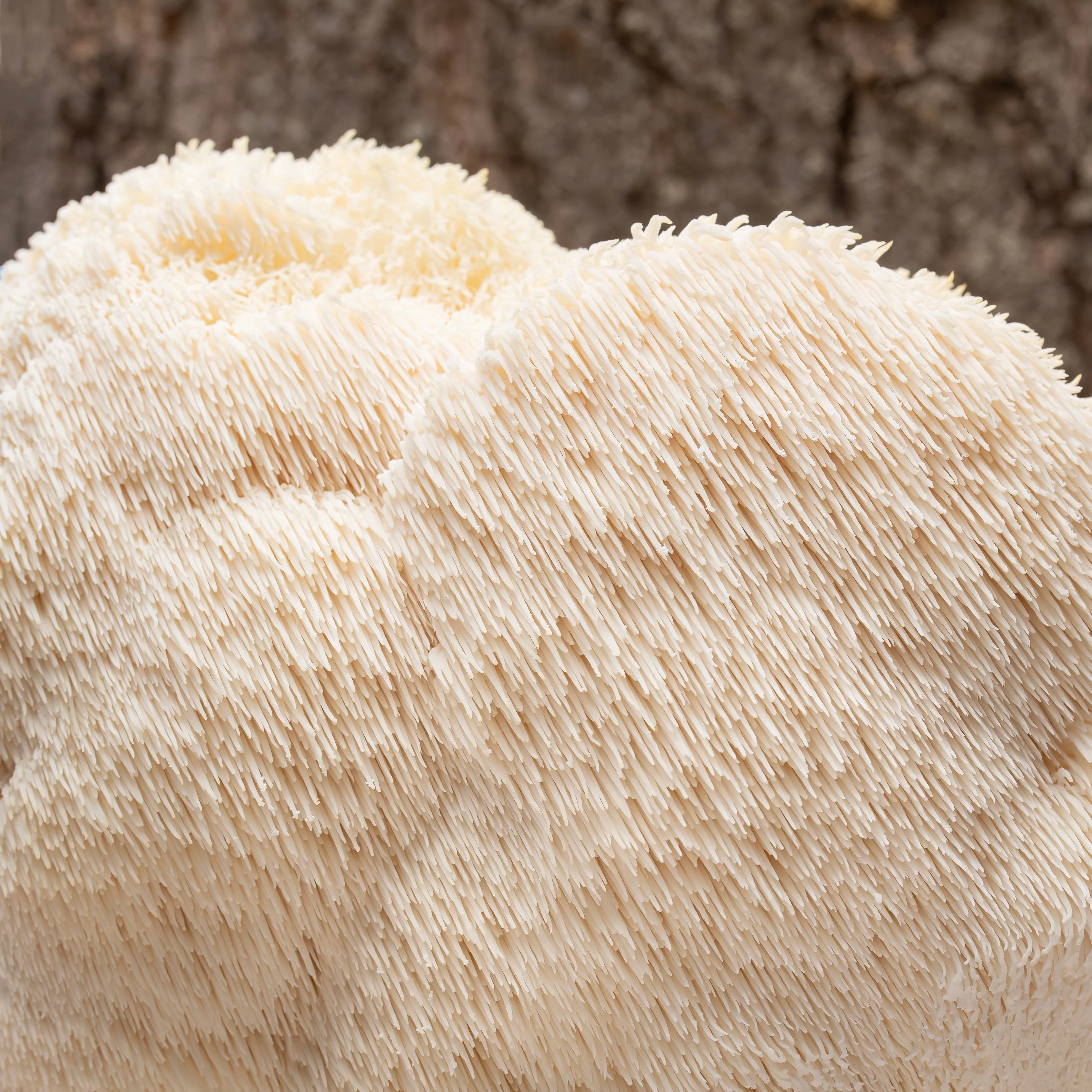 No. 01 — Lions Mane by Üphoric Urth - Image 4