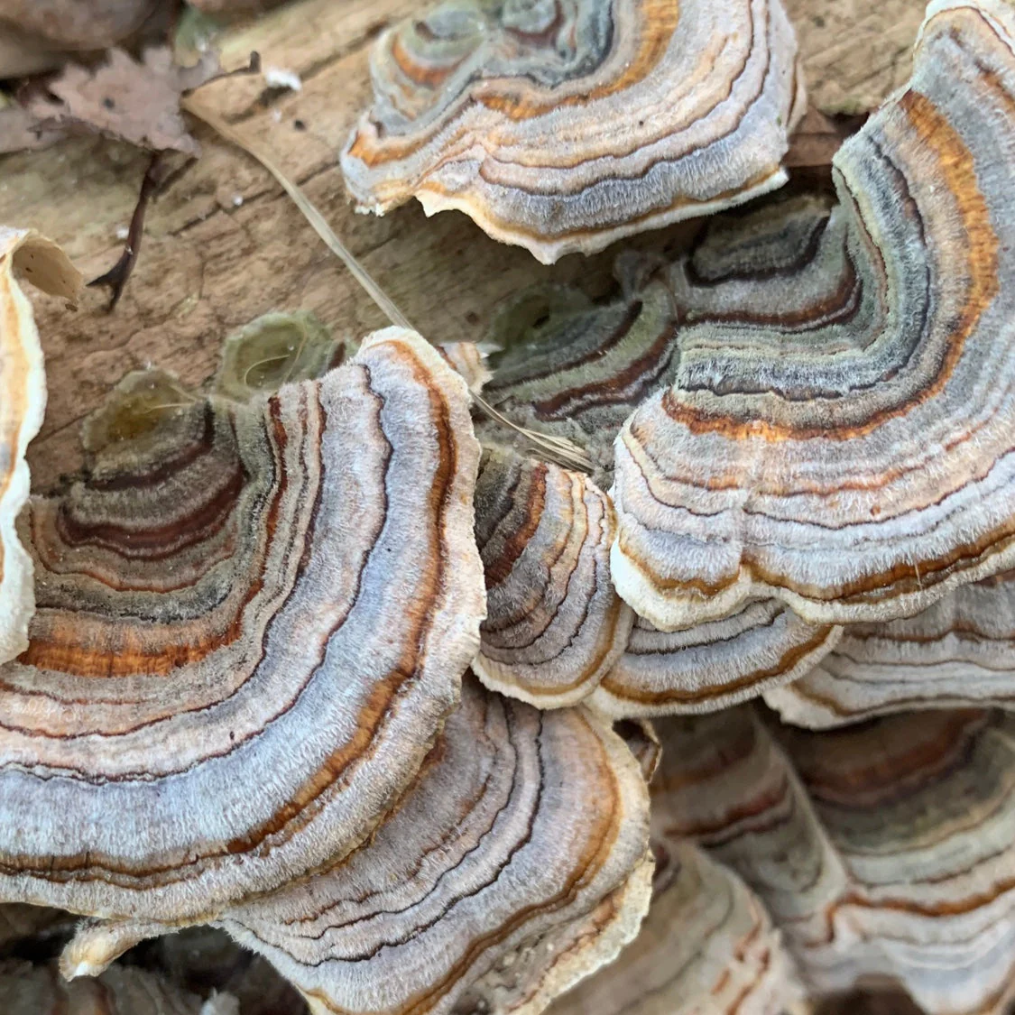 No. 05 — Turkey Tail by Üphoric Urth - Image 4