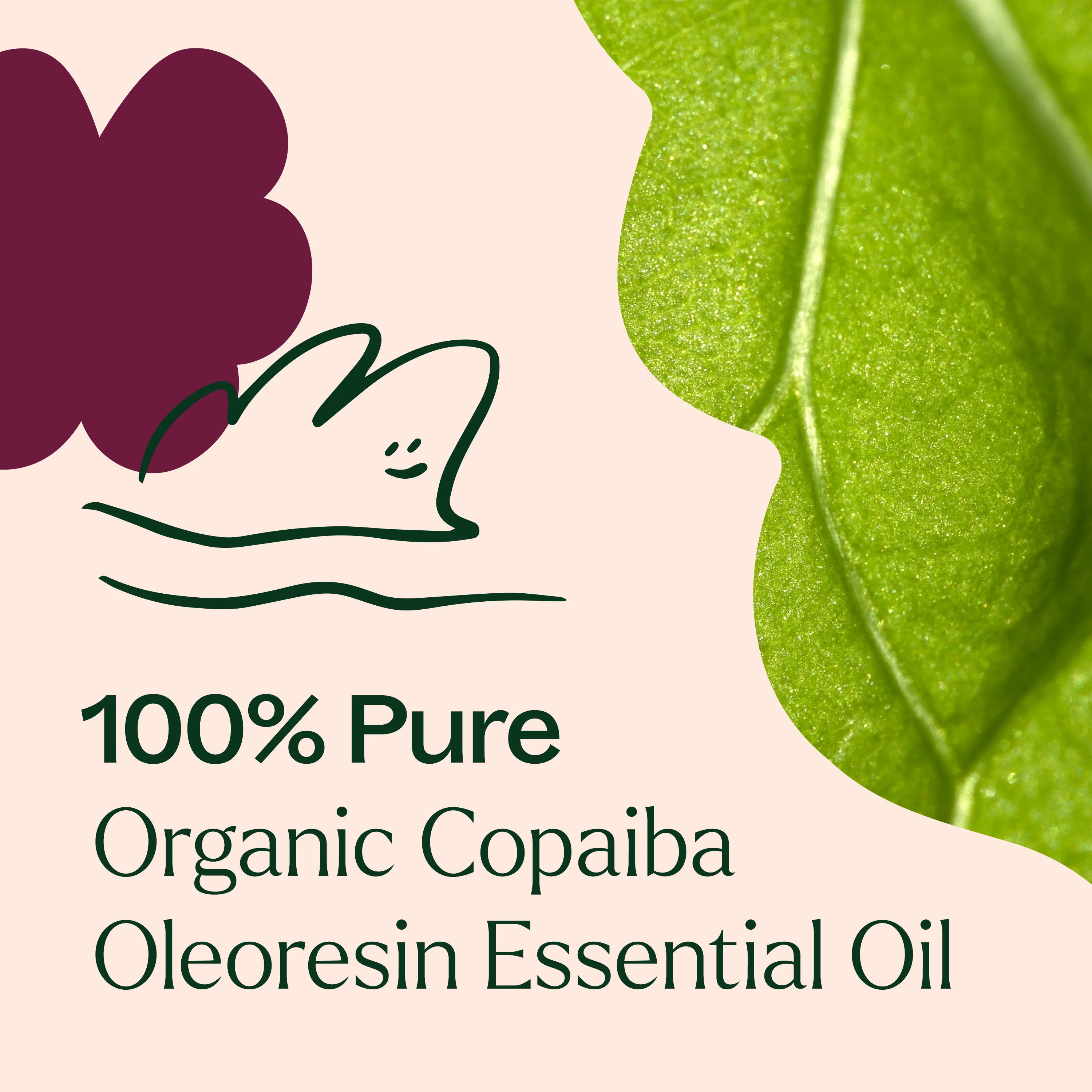 Organic Copaiba Oleoresin - Image 4