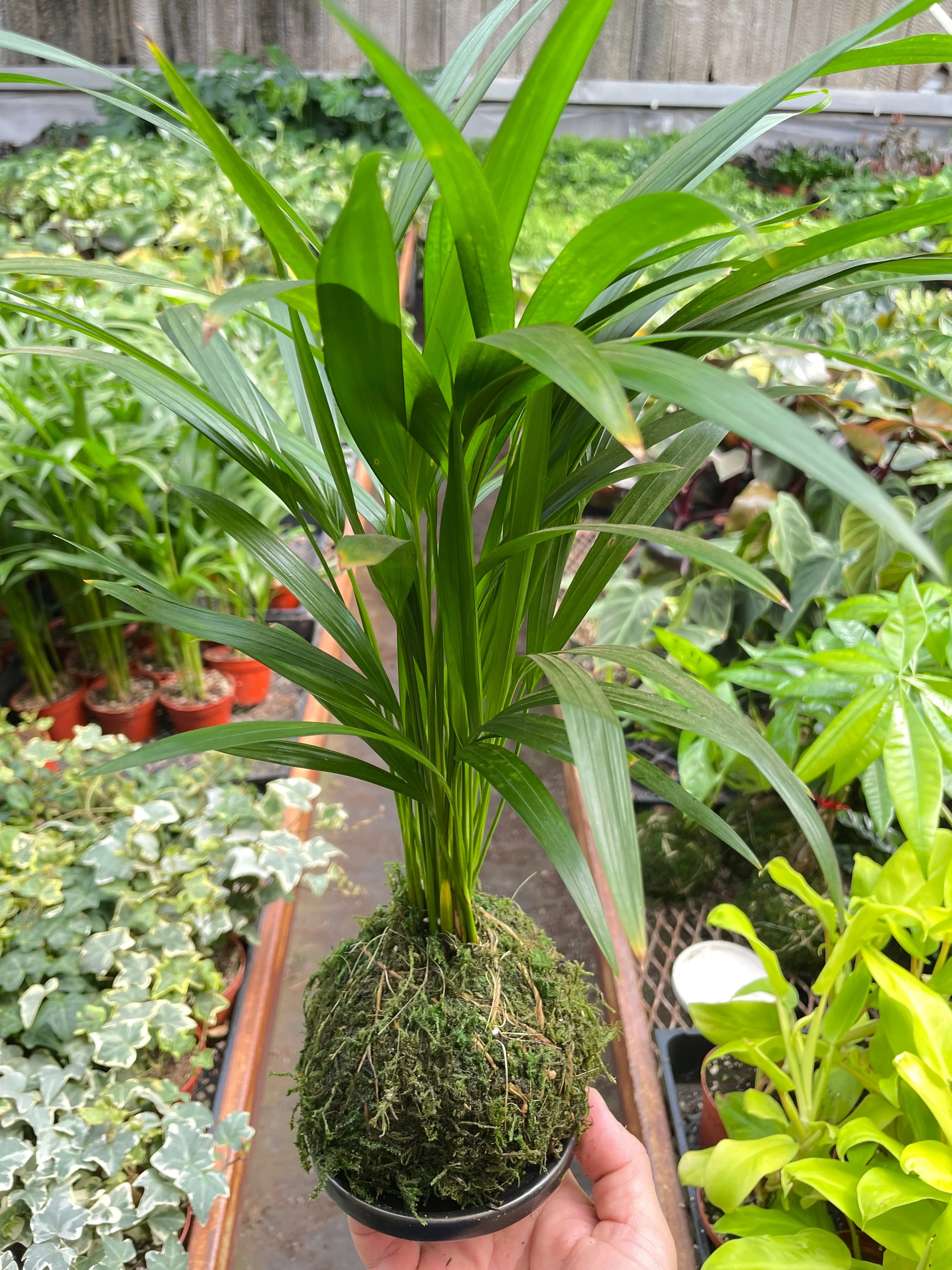 Palm Areca Kokedama - Image 2