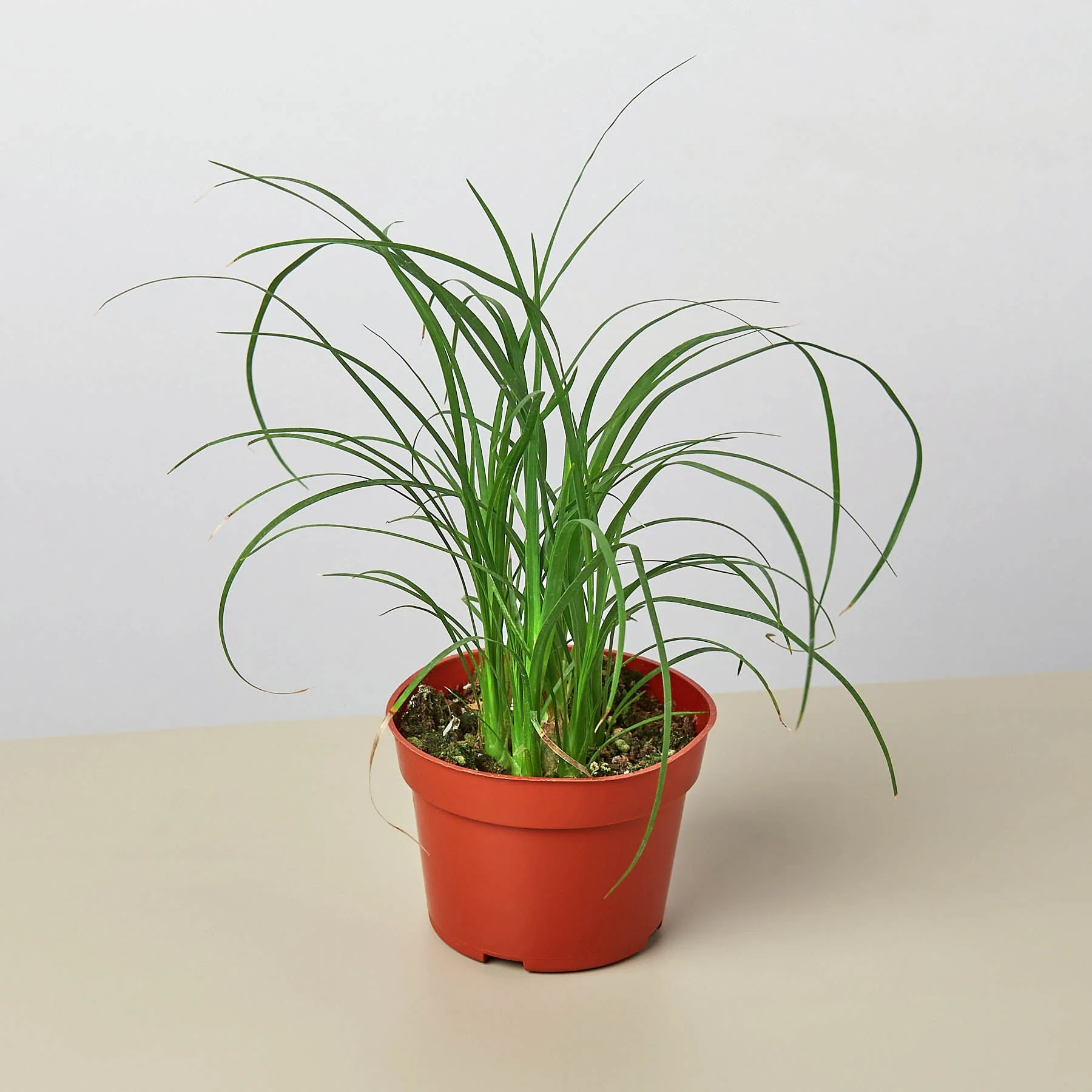 Palm Ponytail - Image 3