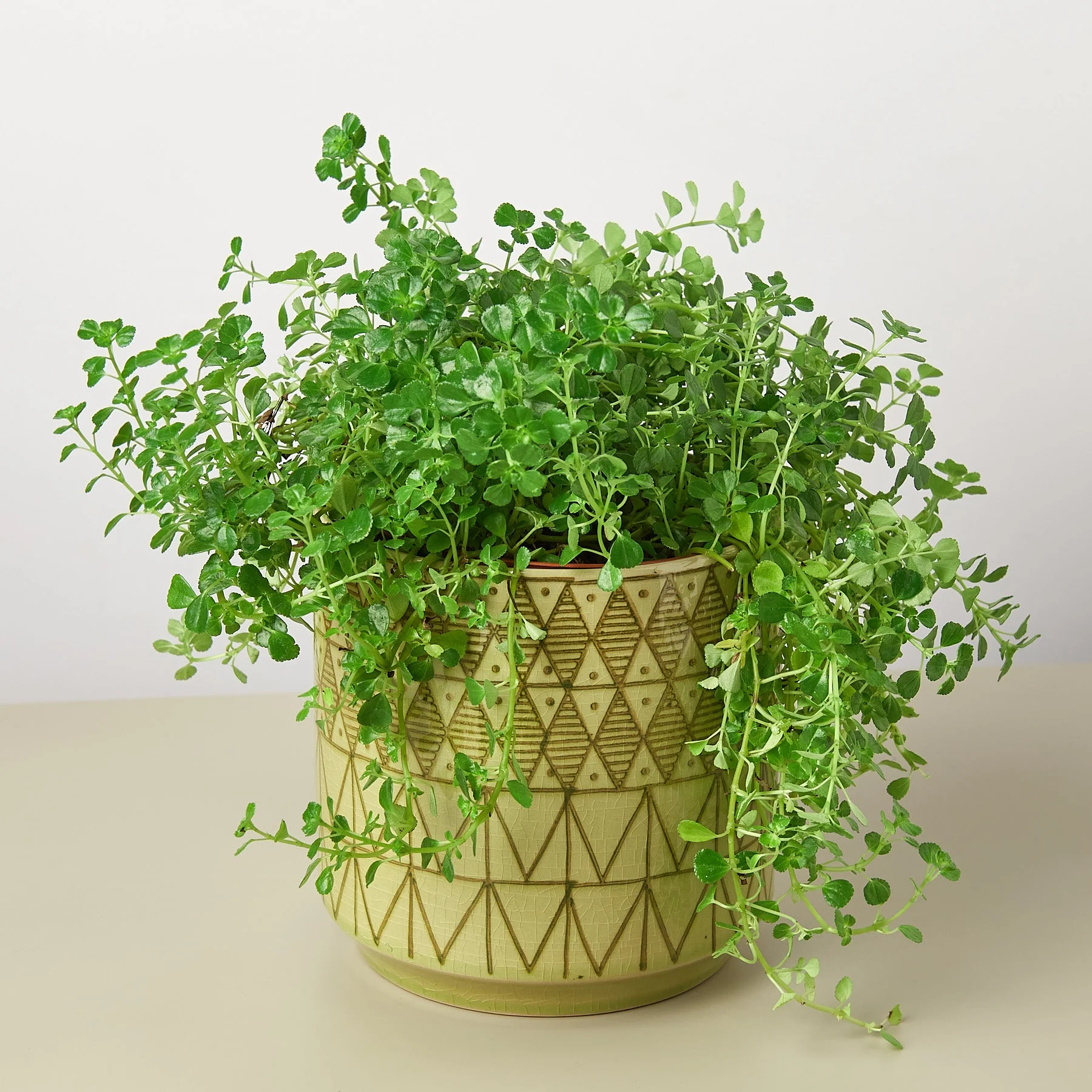 Pepe Planter - 6.5 Inch - Image 3