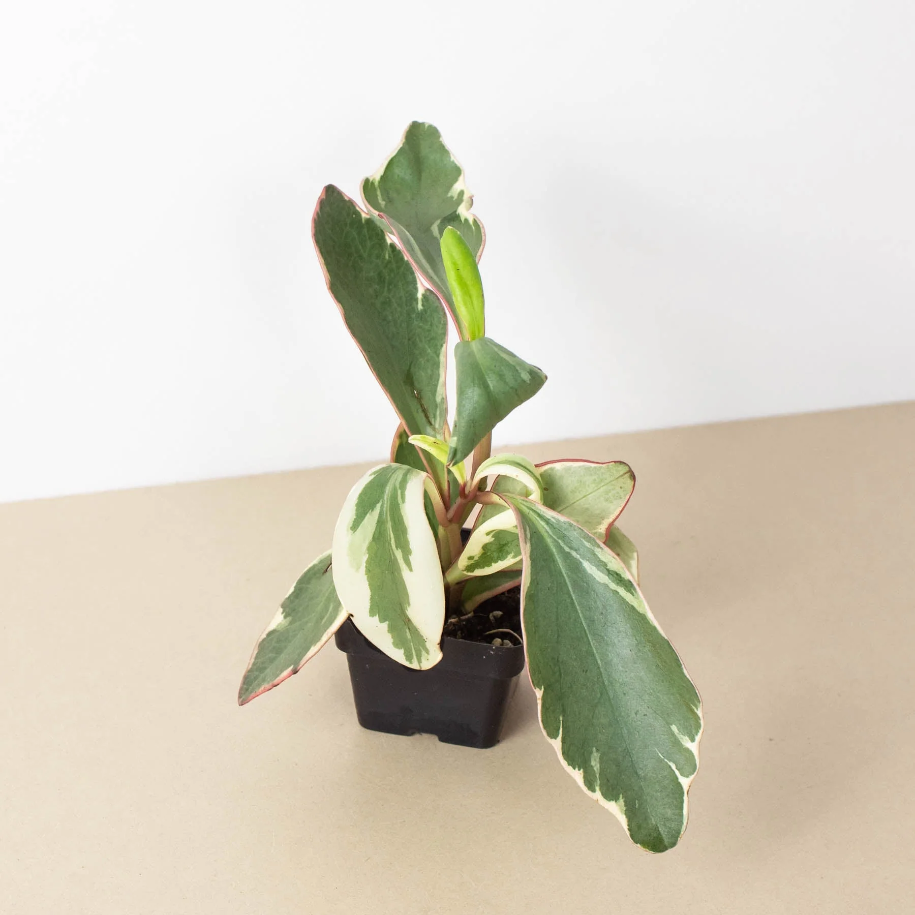 Peperomia 'Ginny' - Image 4