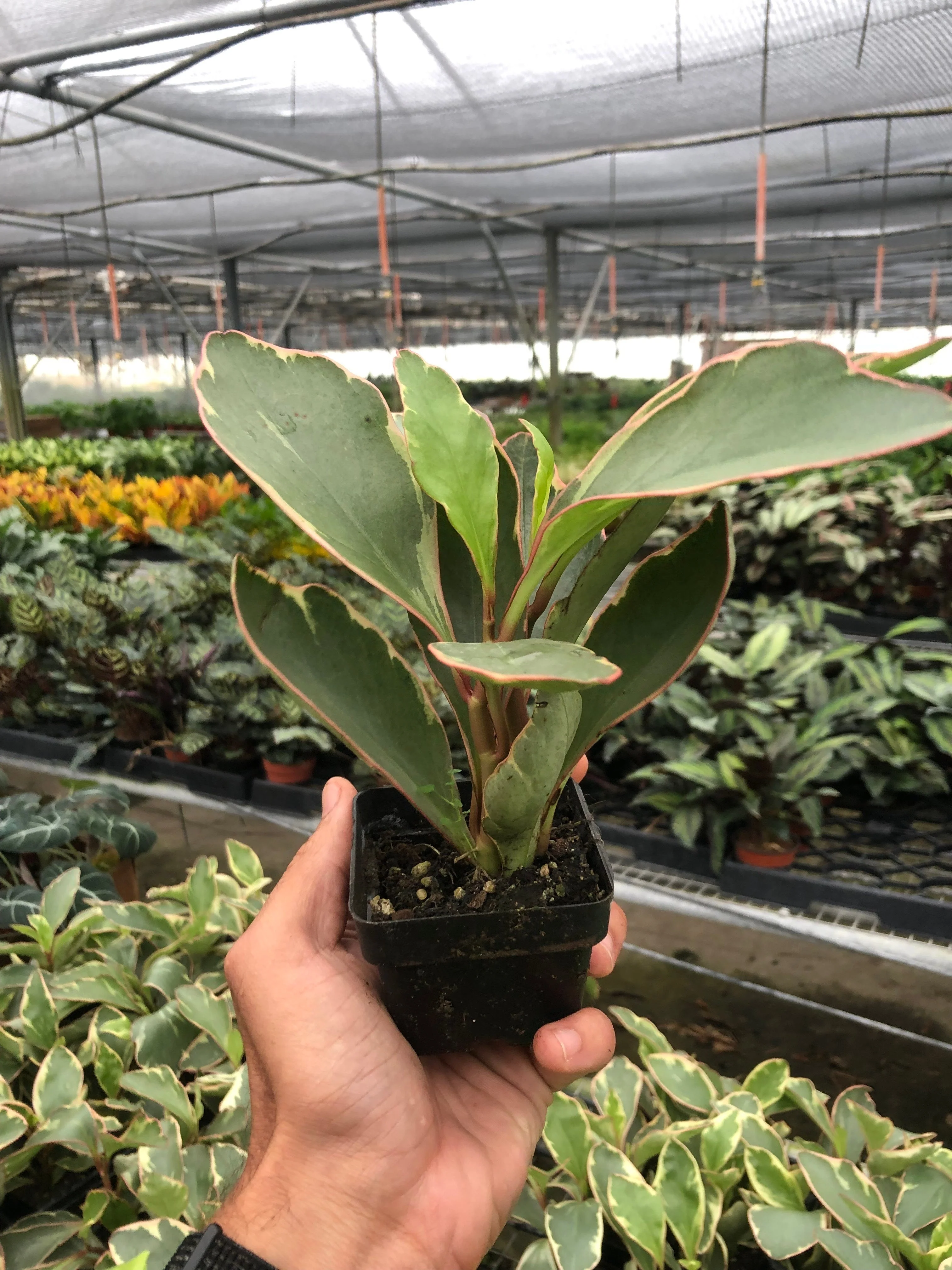 Peperomia 'Ginny' - Image 7