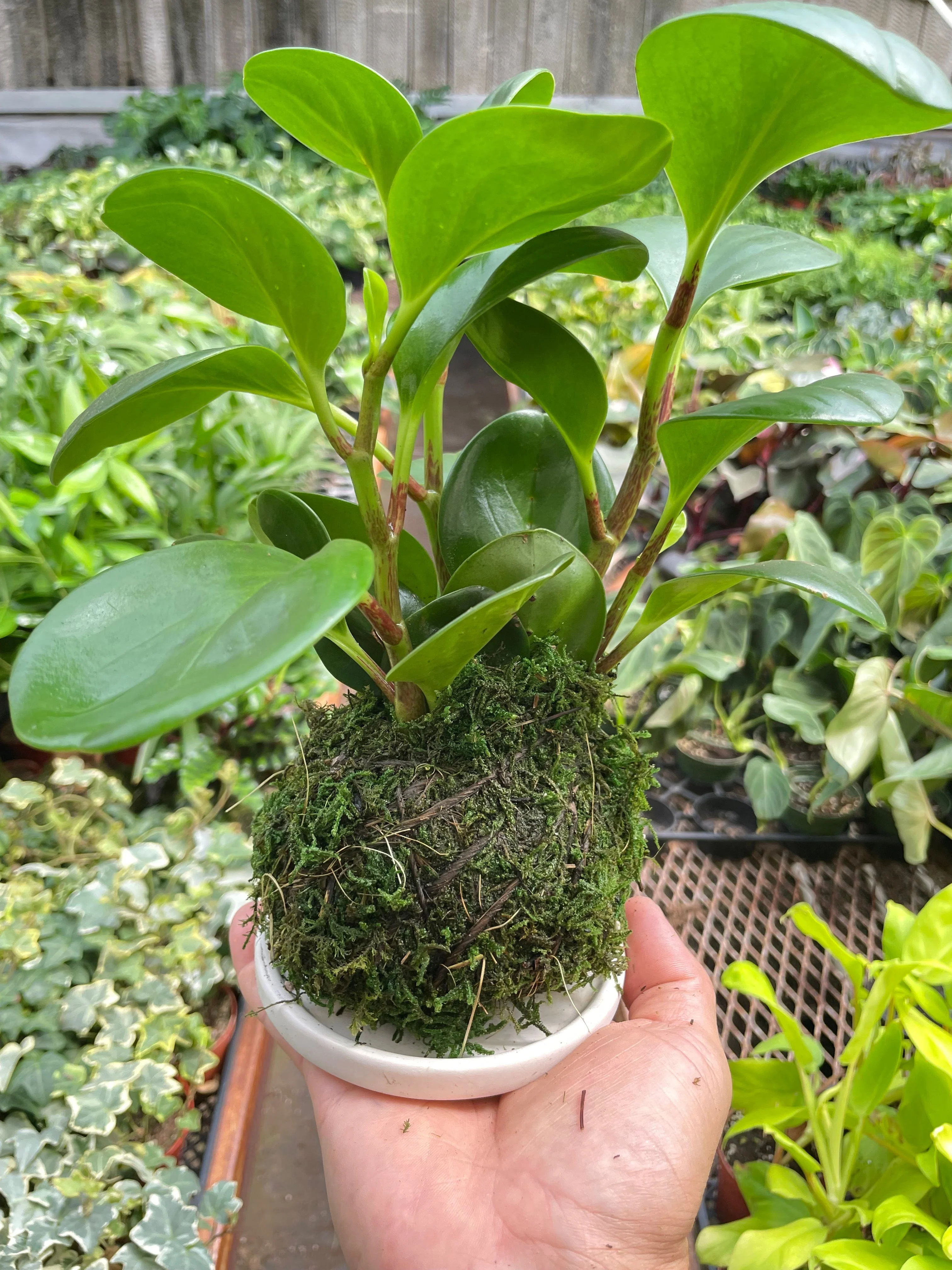 Peperomia Thailand Kokedama - Image 2
