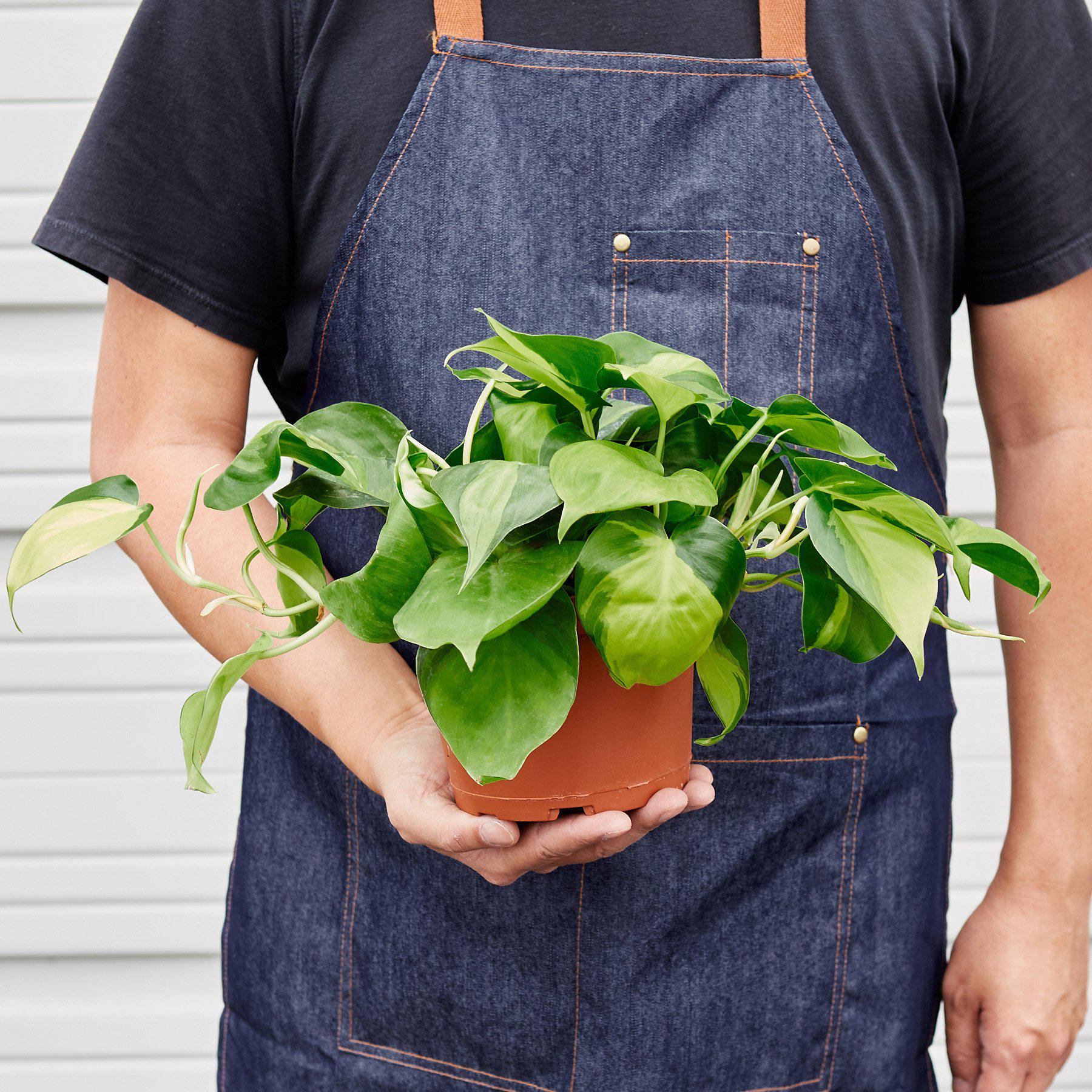 Philodendron 'Brasil' - Image 5