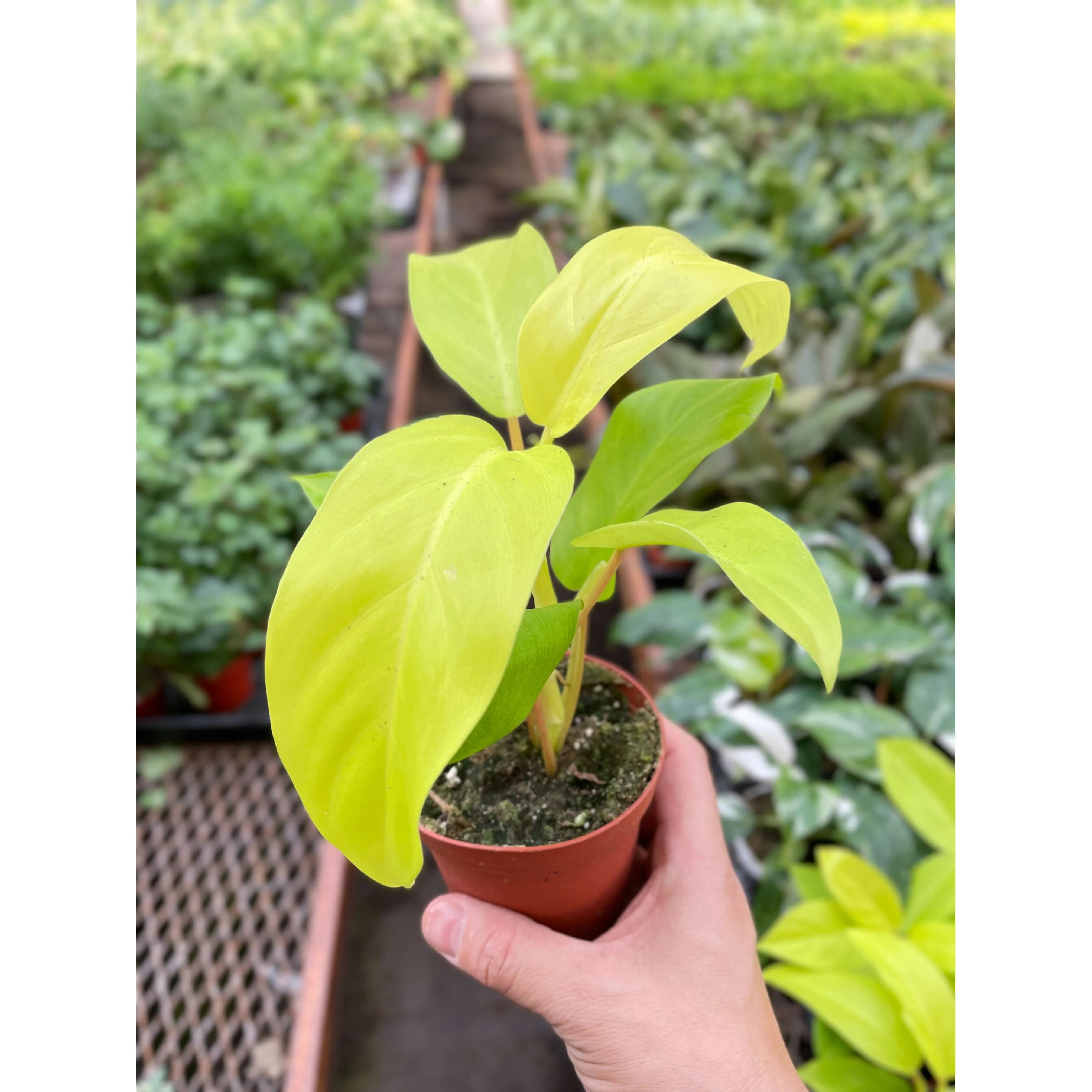 Philodendron Golden Goddess - 4" Pot - Image 2