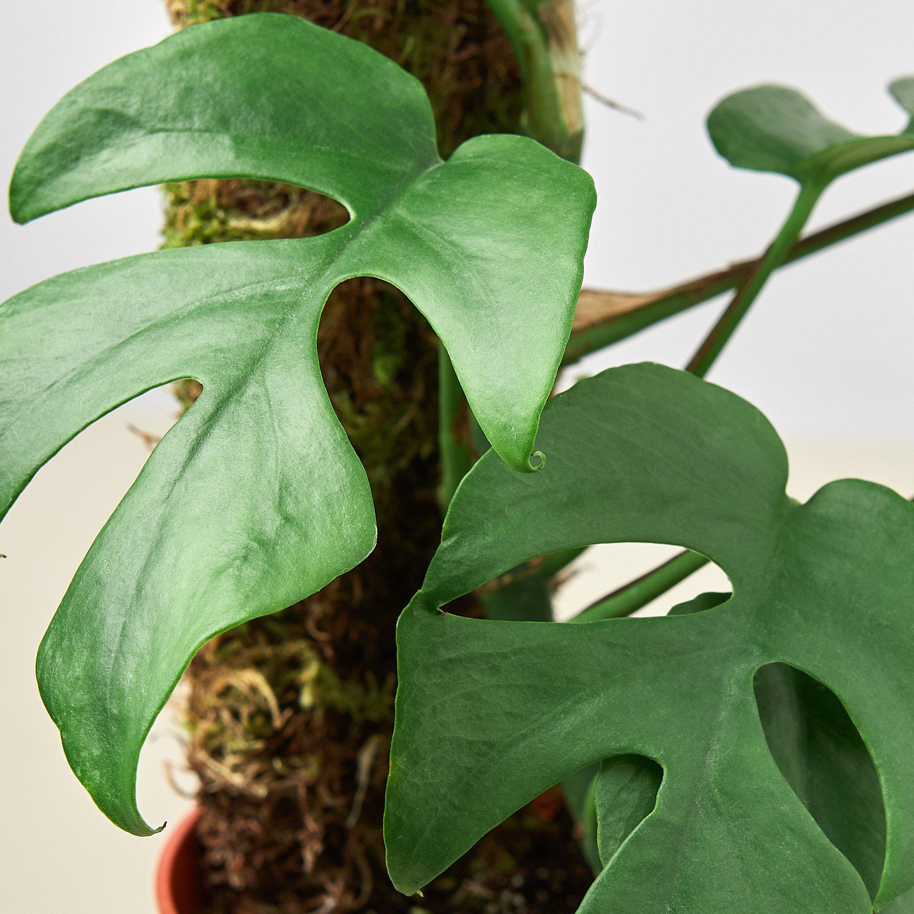Philodendron Mini Monstera Minima - Image 7