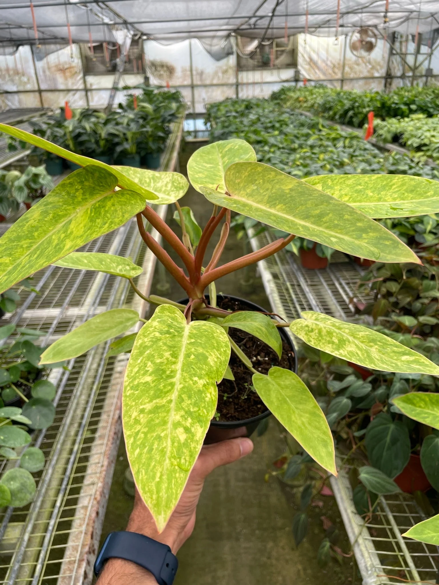 Philodendron 'Painted Lady' - Image 4