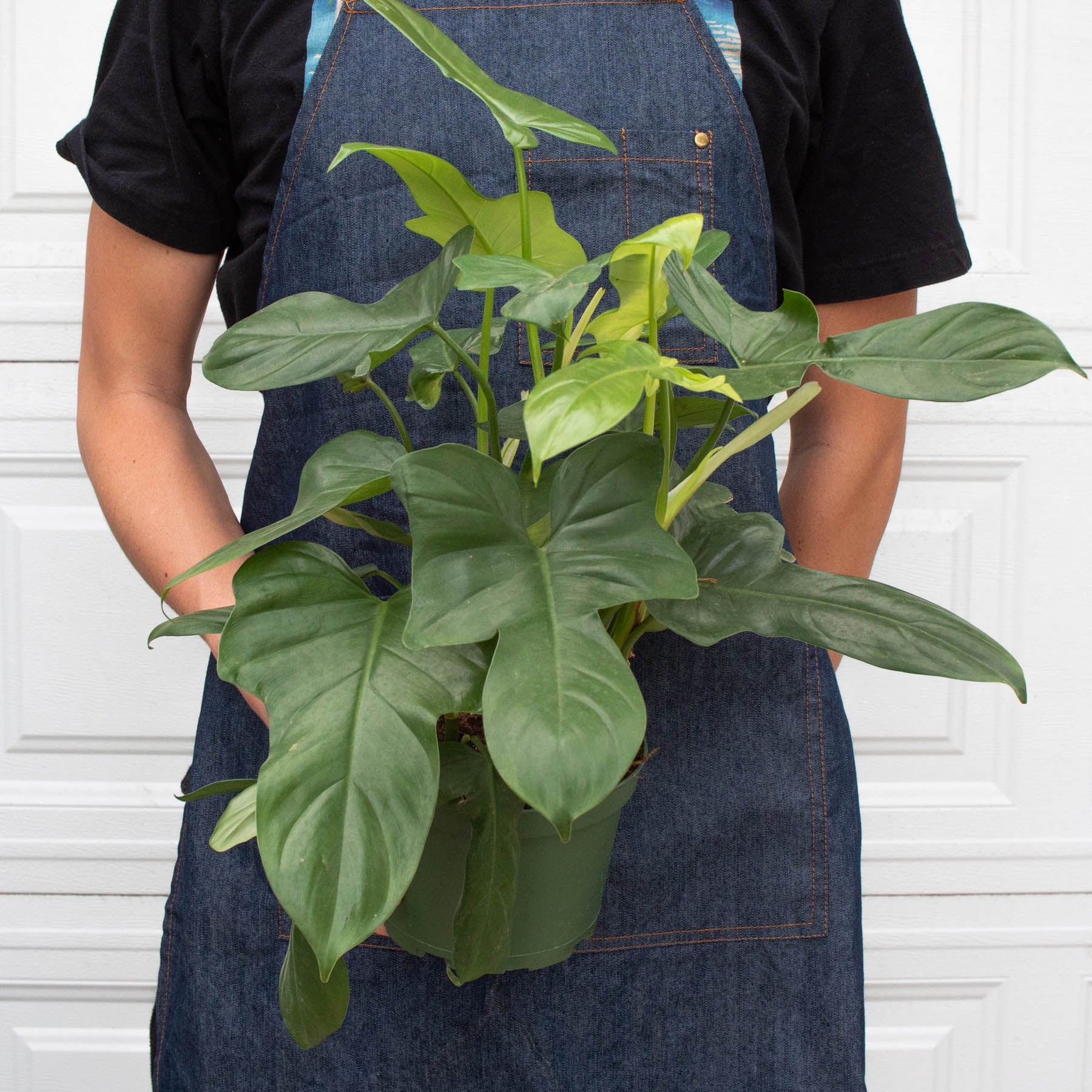 Philodendron 'Silver Sword' - Image 10