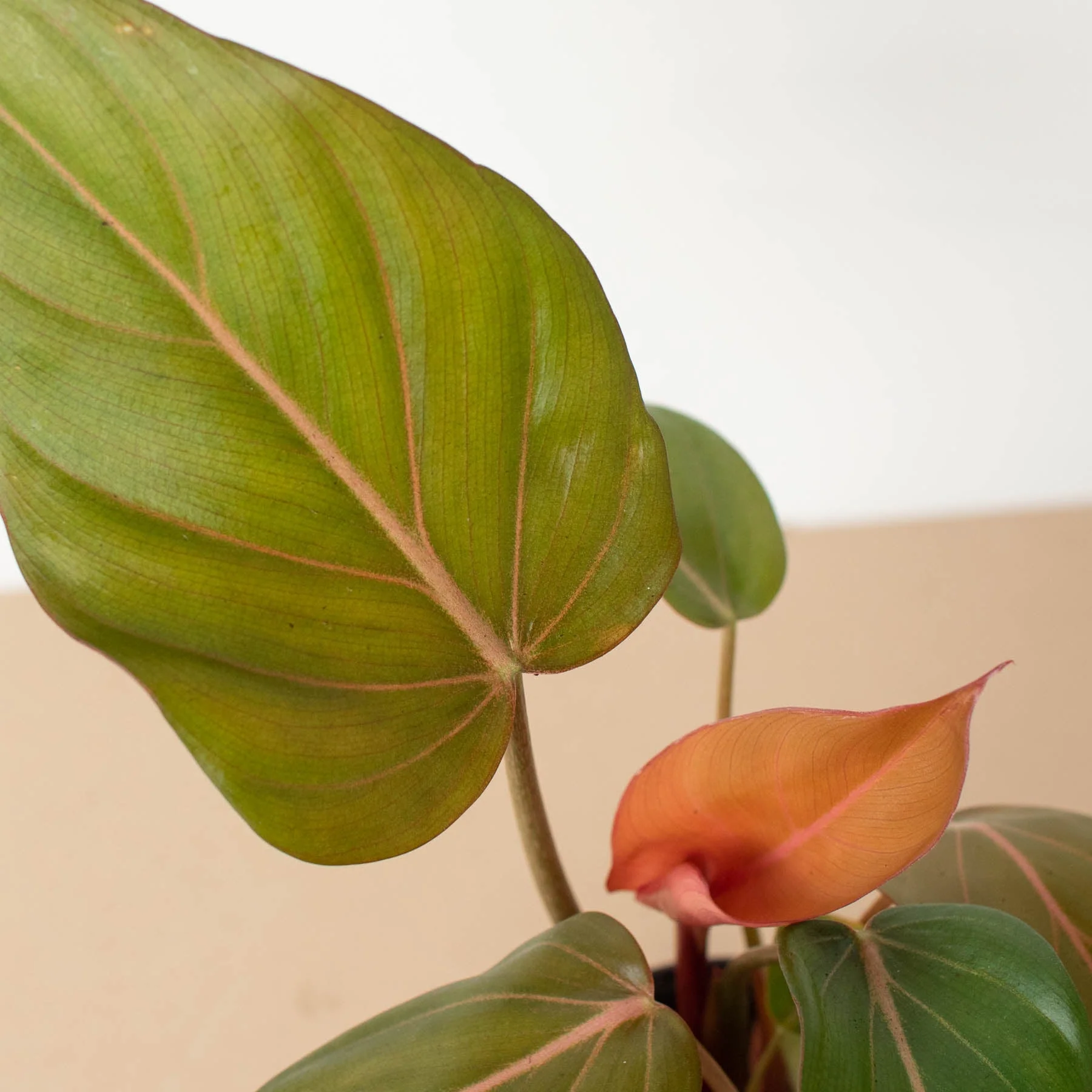 Philodendron 'Summer Glory' - Image 2