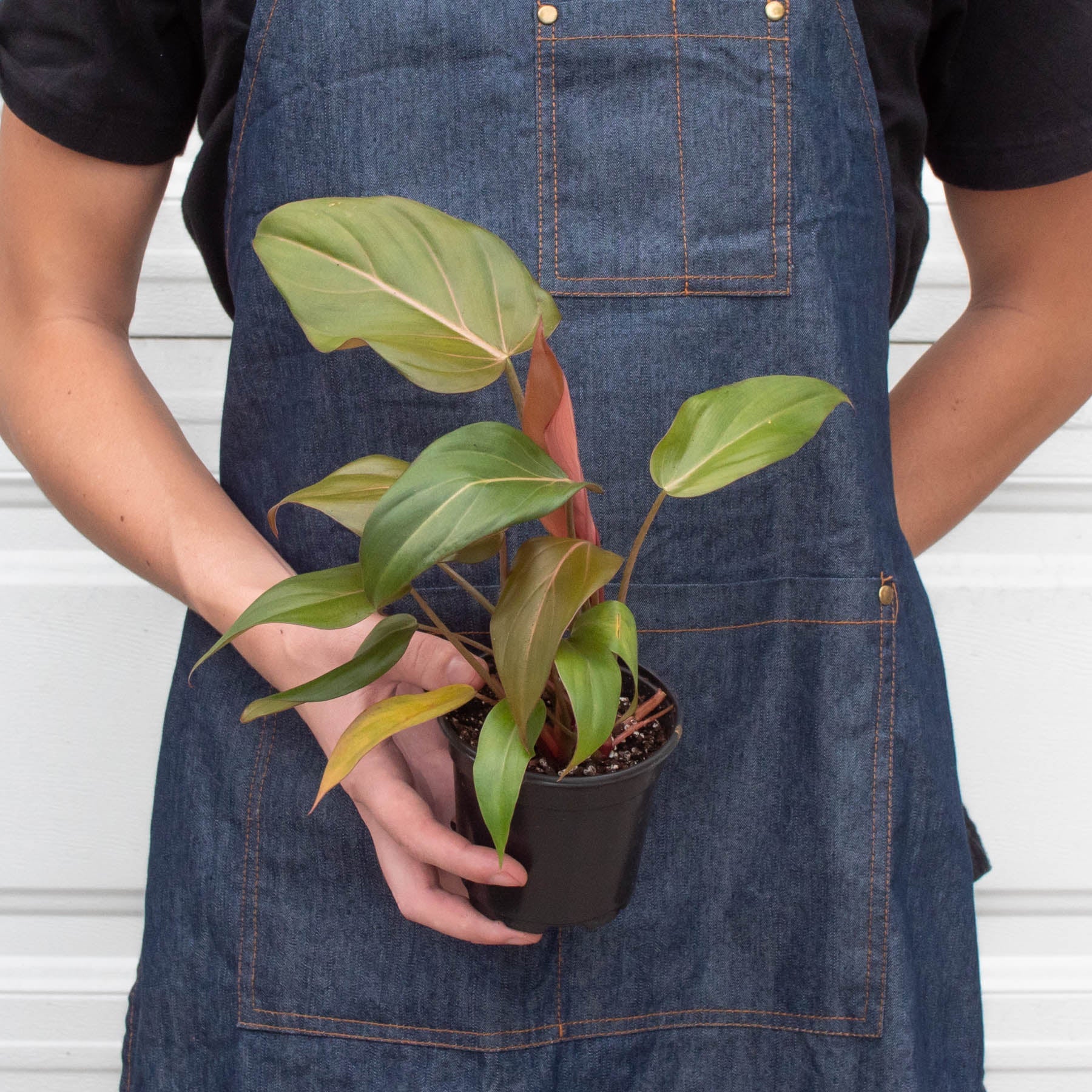 Philodendron 'Summer Glory' - Image 3