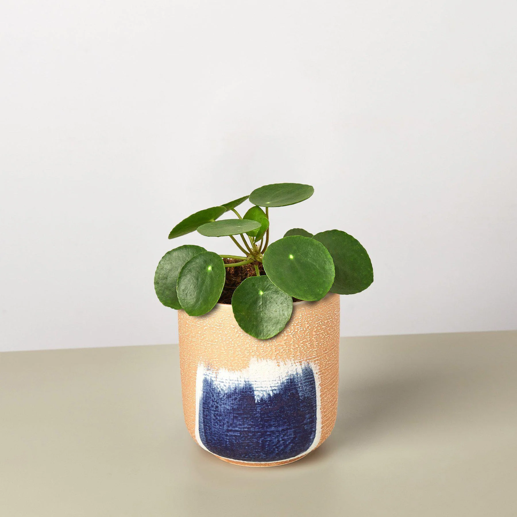 Pilea Peperomioides 'Chinese Money' - Image 6