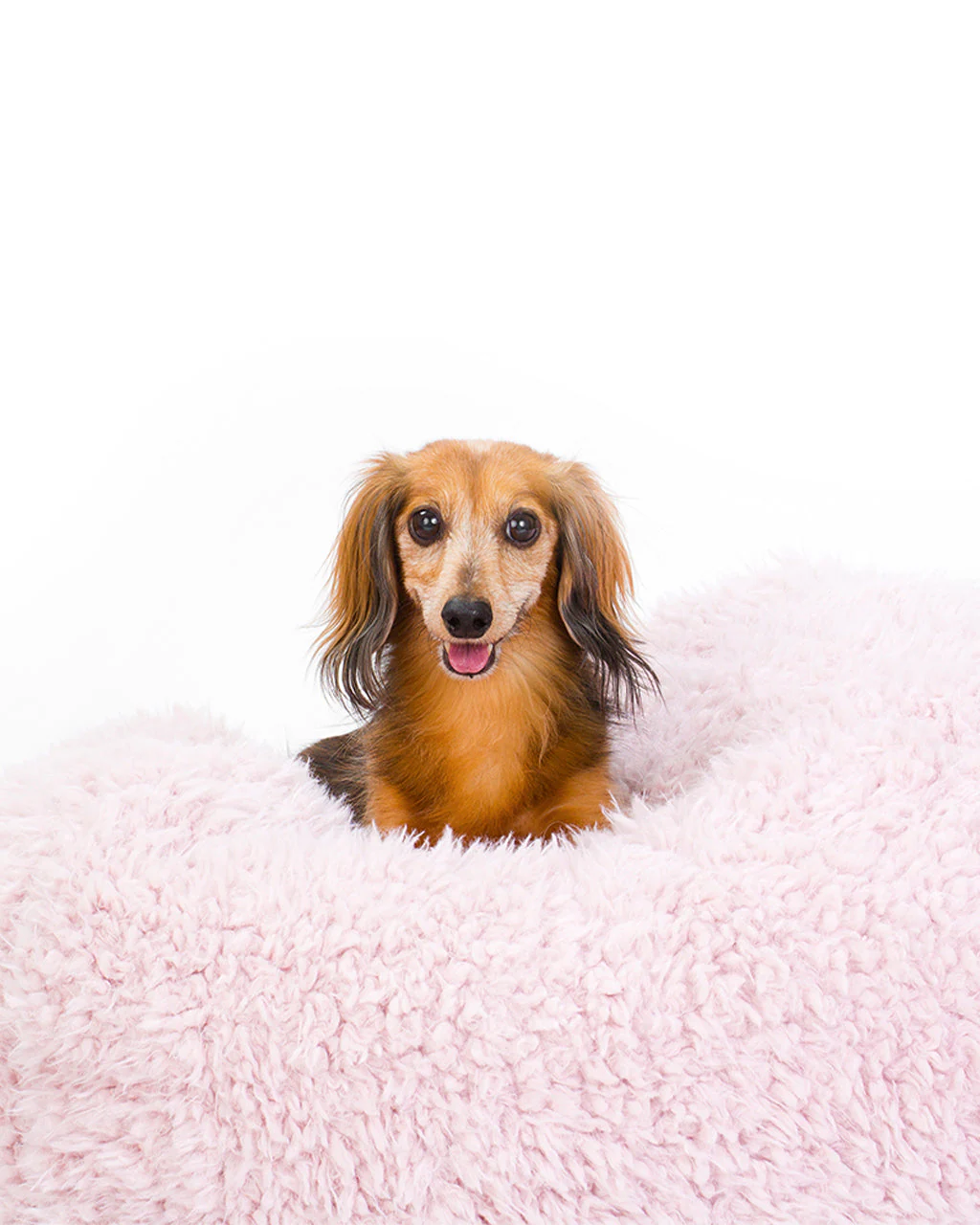 POD DOG BED by MODERNBEAST - Image 5
