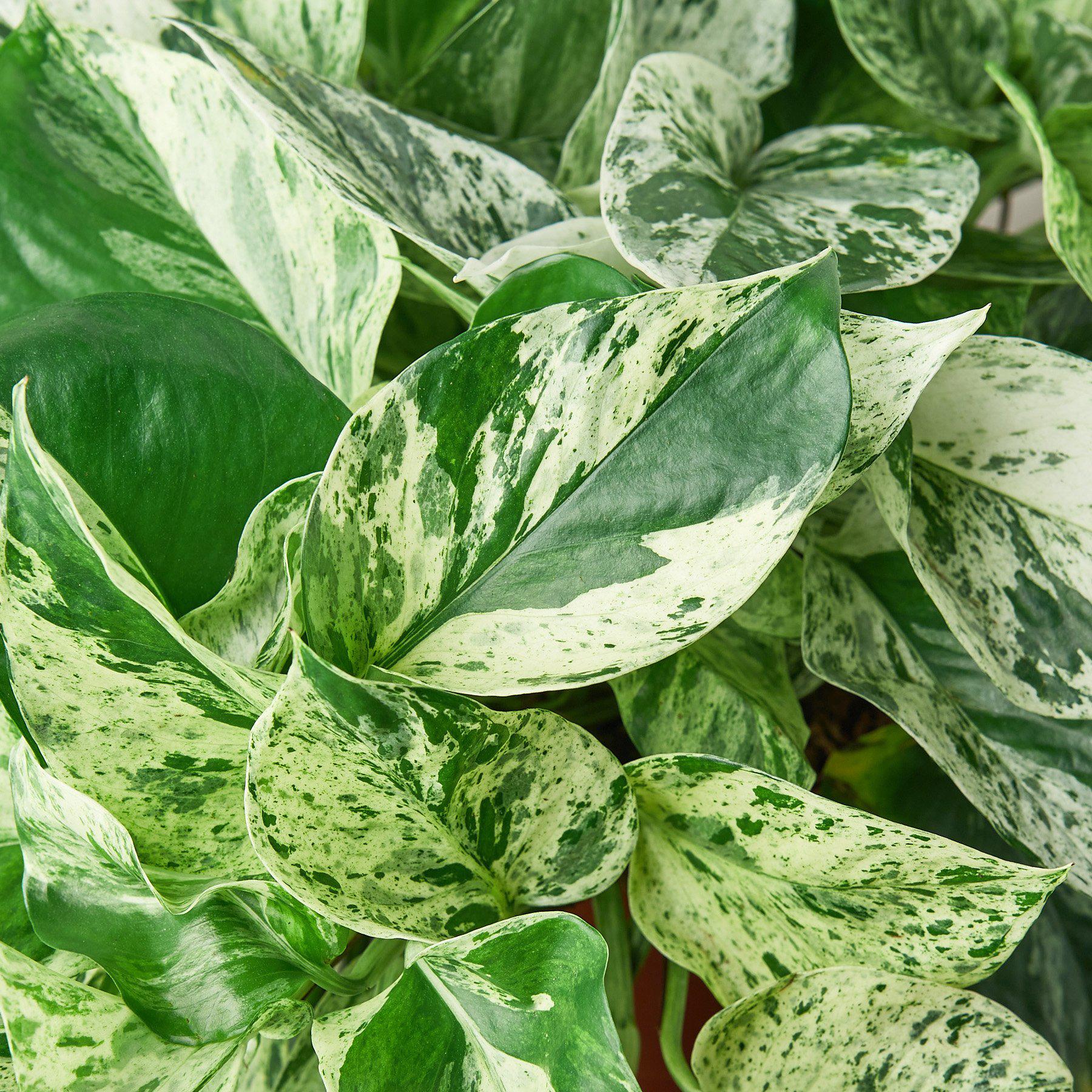 Pothos 'Marble Queen' - Image 2