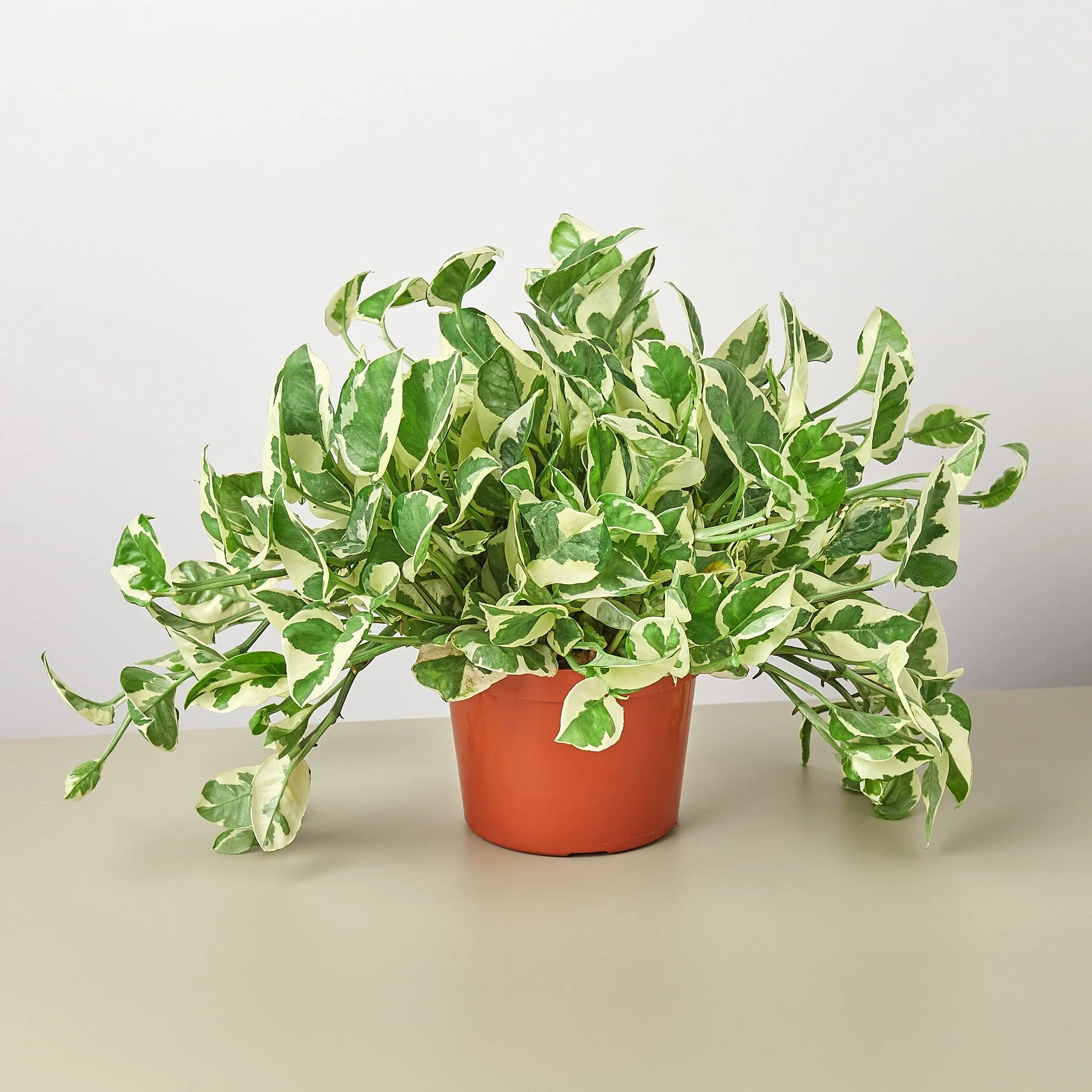 Pothos 'N'joy' - Image 6