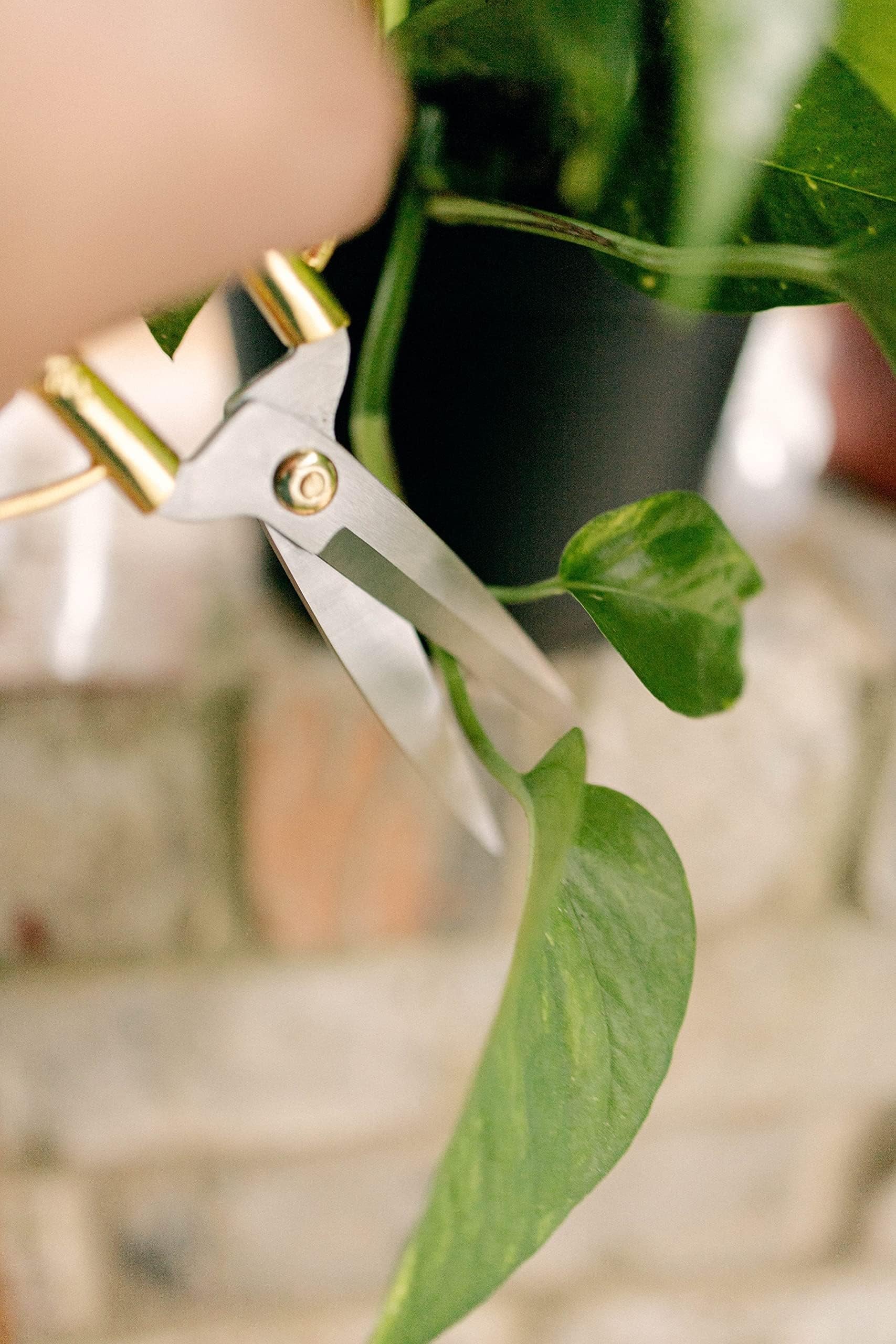 Premium Houseplant Scissors | 100% Stainless Steel, Ultra-Precise Garden Clippers for Propagation & Trimming | Rust-Resistant, Easy Clean Pruning Shears | Indoor & Outdoor | Comfortable & Ambidextrous by Houseplant Resource Center - Image 5