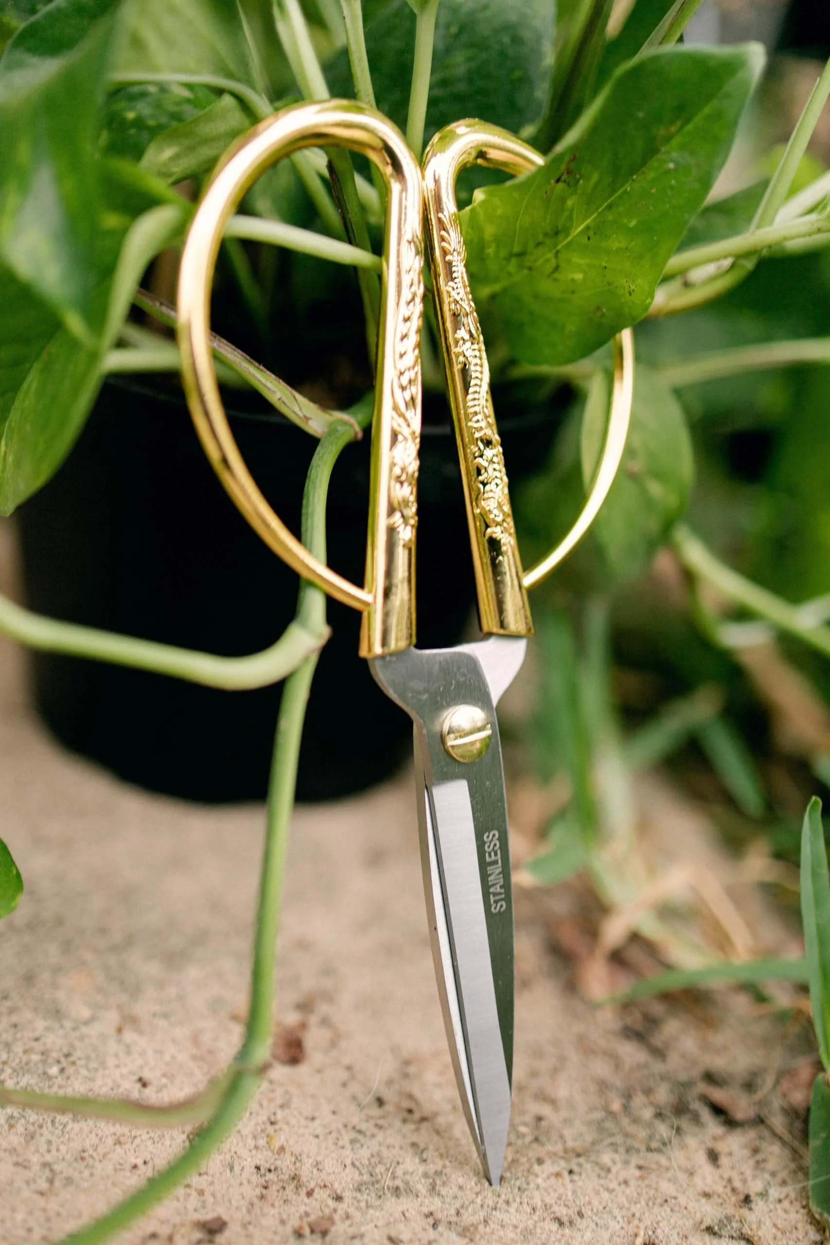 Premium Houseplant Scissors | 100% Stainless Steel, Ultra-Precise Garden Clippers for Propagation & Trimming | Rust-Resistant, Easy Clean Pruning Shears | Indoor & Outdoor | Comfortable & Ambidextrous by Houseplant Resource Center - Image 9