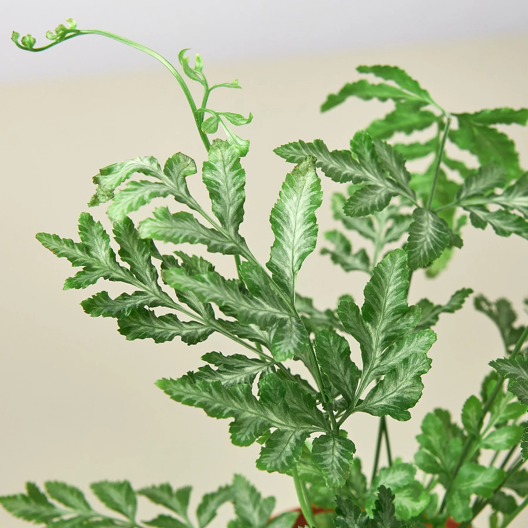 Pteris Ensiformis 'Silver Lace' - Image 2