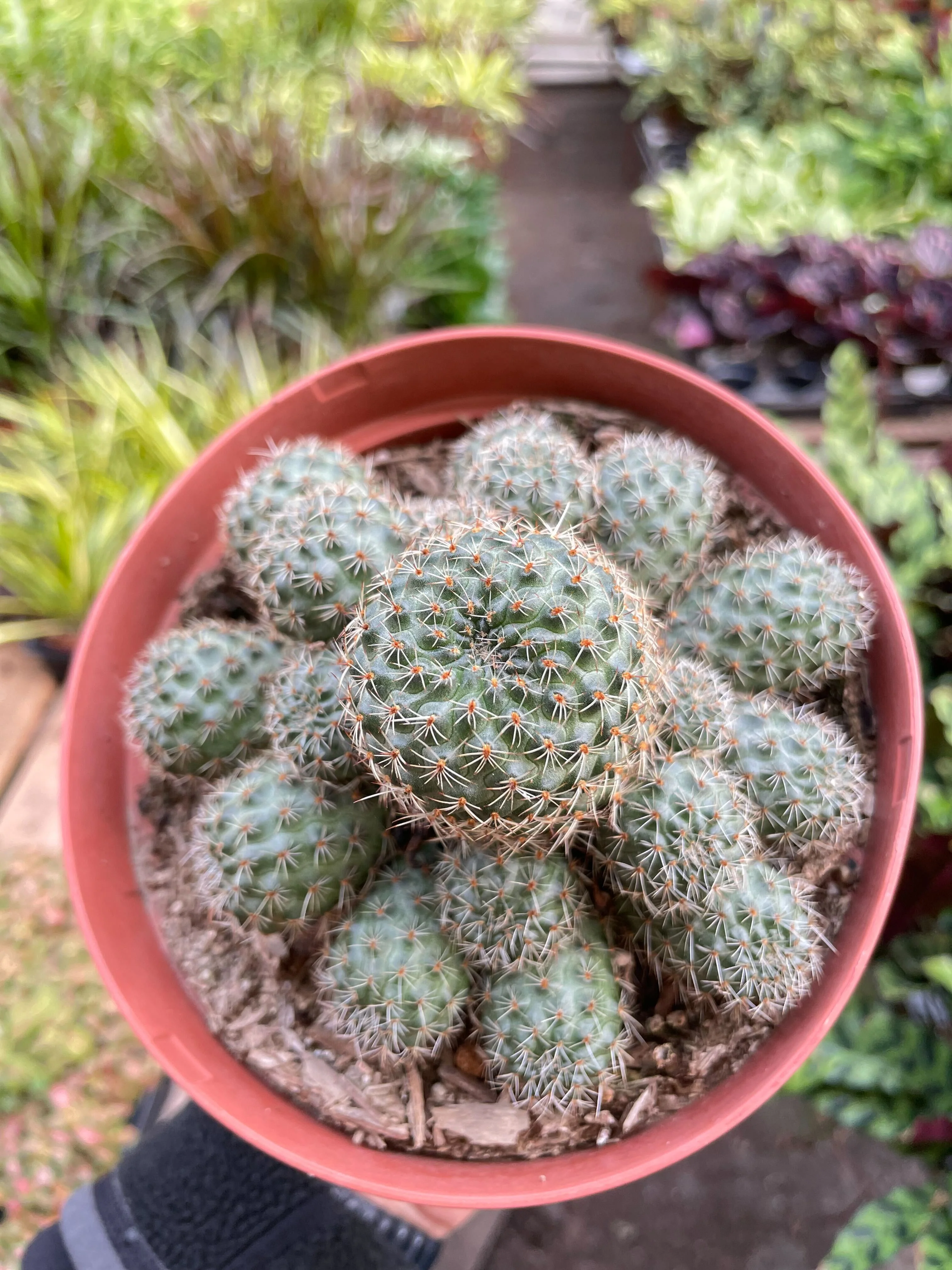 Rebutia Deminuta Sanguinea Cactus - 6" Pot - Image 2