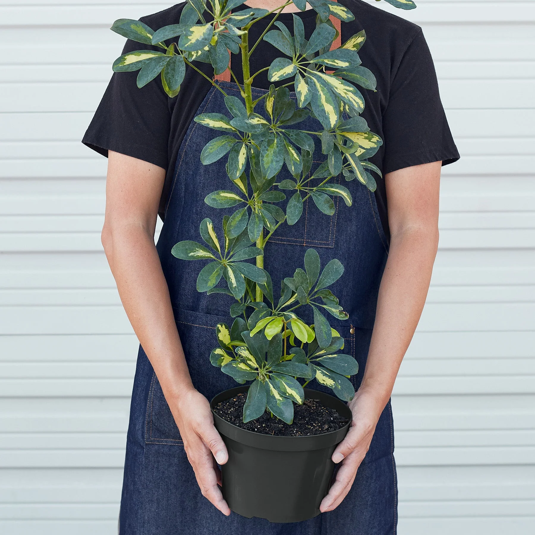 Schefflera 'Variegated' - Image 8